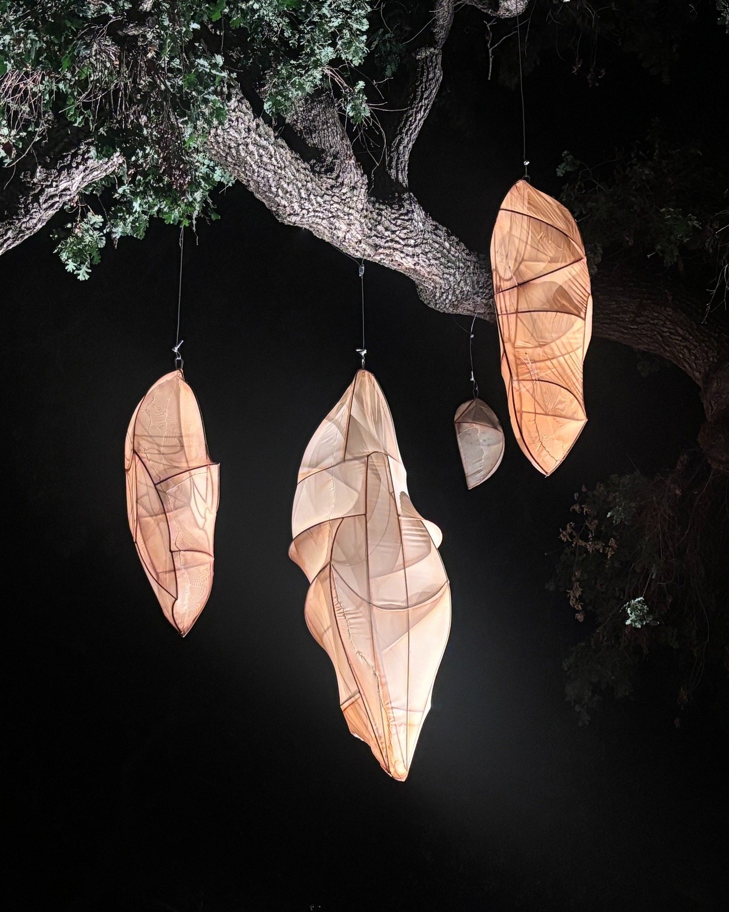 Look what we spotted at this year's Ojai Music Festival @ojaimusicfestival! ✨ 

Former Taft Gardens Artist-in-Residence Rosemary Hall's @rosemaryhhall captivating chrysalis forms, crafted from metal and mesh, are displayed and lit among the trees out
