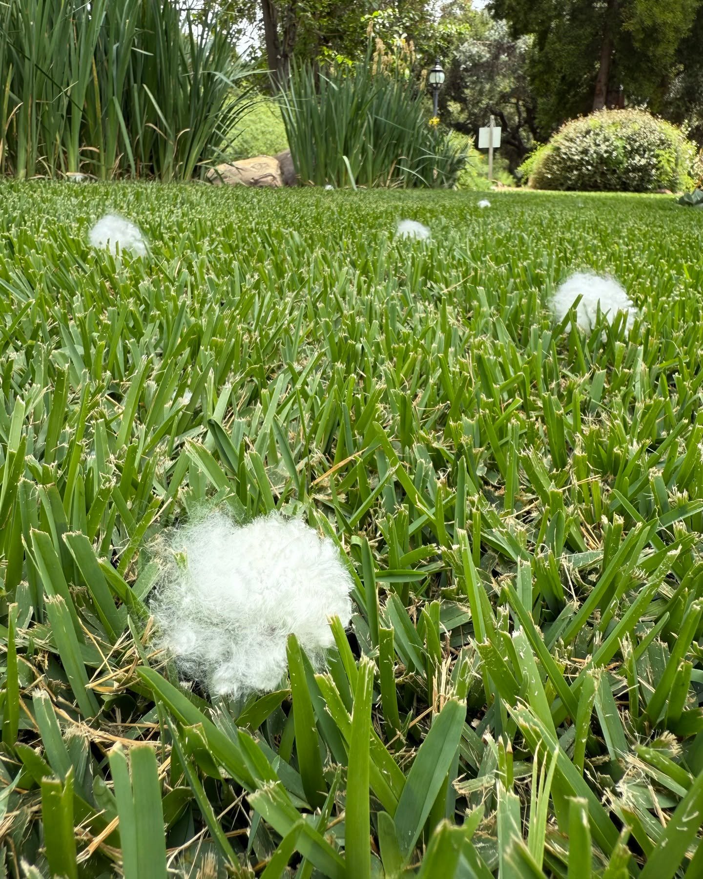 What are these big, fluffy puff balls all over the grass? 

Two free tickets for a Self-Guided tour will be awarded to the first person who comments with the correct answer. 

Hint: We found them at Taft Gardens on the lawn in front of the Pavilion H