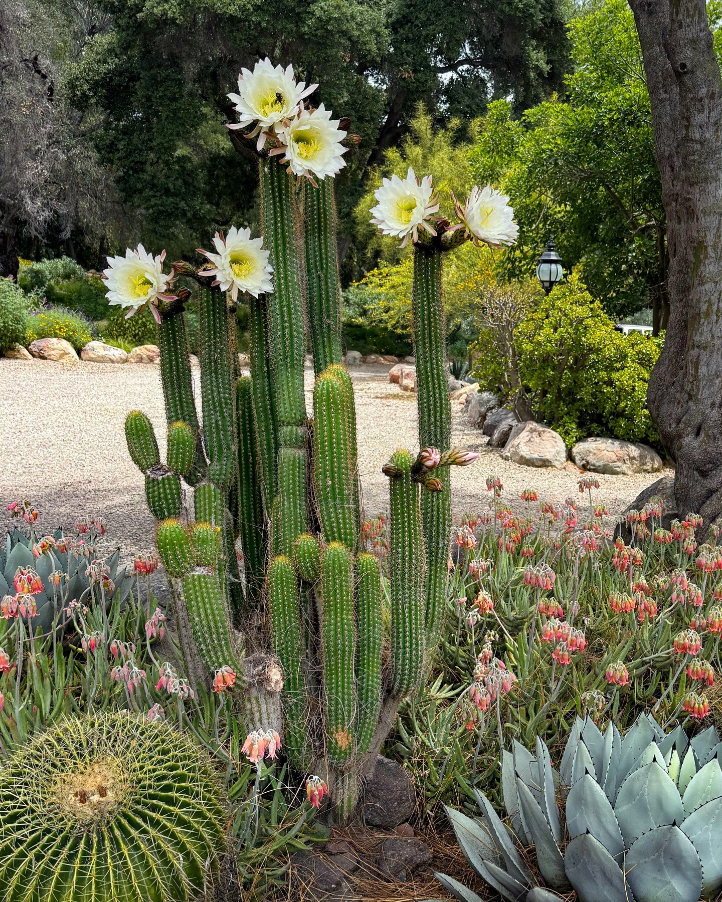 Oh, what a beautiful sight to wake up to! 

This Golden torch cactus, or Soehrensia spachiana, blooms at night under the moonlight for only about 10 hours, attracting nocturnal pollinators such as moths and bats. 

It was overcast this morning, so th