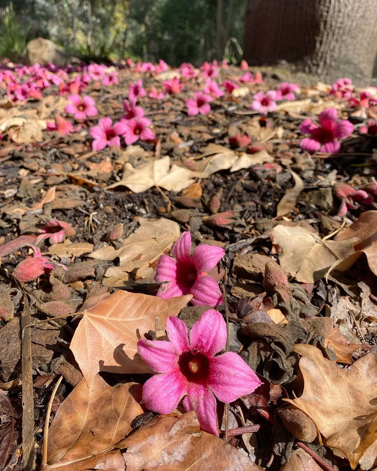 A flower shower is happening near the Welcome Kiosks and in the Australian Garden! The Lacebark Trees, also known as Bottle Trees (Brachychiton discolor), are blooming and dumping purple, bell-shaped flowers all over the path. These marvelous trees, 