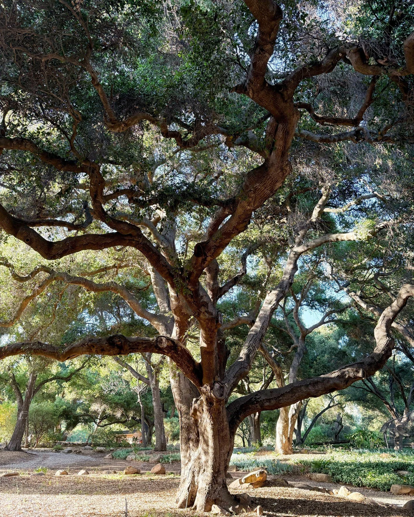 Happy OAKtober! Quercus Agrifolias, Coastal Live Oaks, are near and dear to our hearts here in Ojai and Taft Gardens &amp; Nature Preserve. We are blessed to be stewards of an extensive Oak Woodland with many Heritage Oaks throughout the botanical ga