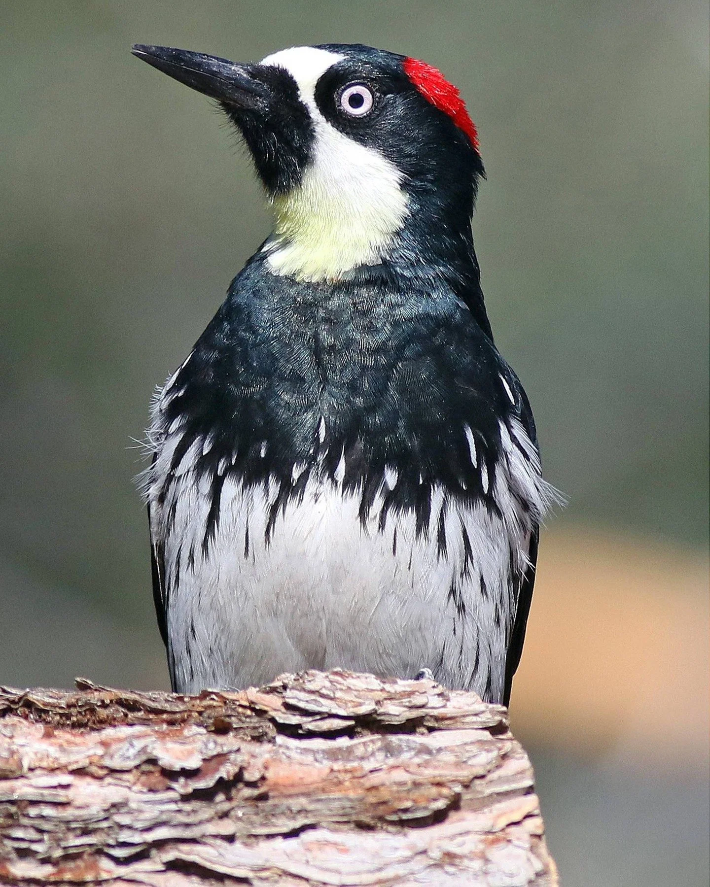🐧 In honor of Oaktober and two Birding tours with Peter Larramandy this month, we are highlighting some feathered friends who call our Oak Trees home. 

The Acorn Woodpecker (Melanerpes formicivorus) is a highly social bird known for its distinctive