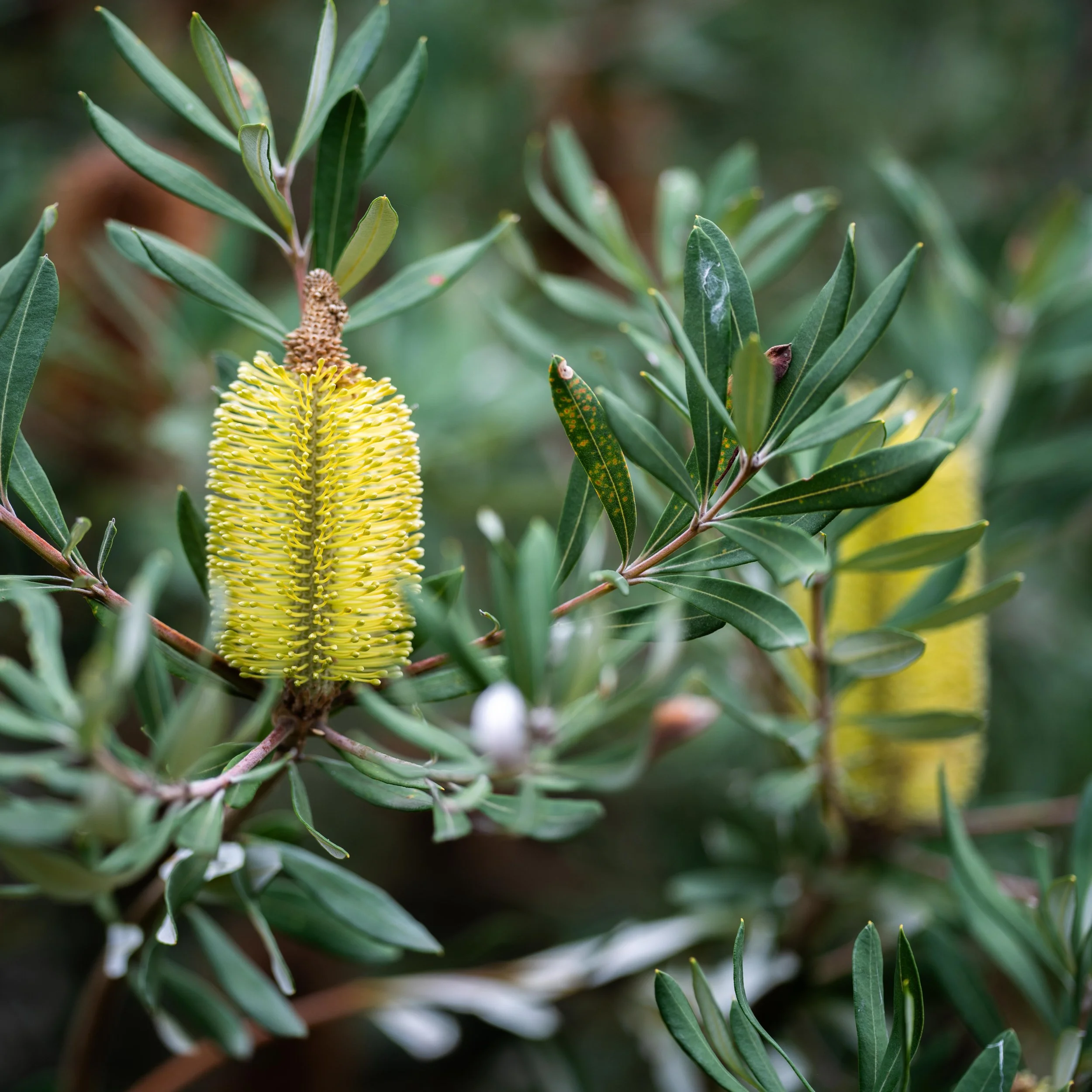 Banksia marginata - Stock Photo - 6310 x 6310.jpg