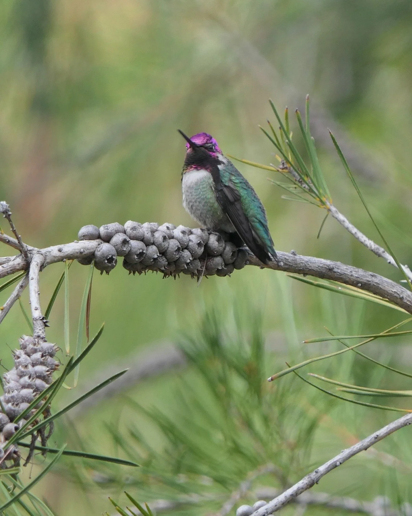 This handsome Anna&rsquo;s Hummingbird was spotted in the Australian Garden. These birds are mostly green and grey, and the male's head and throat are covered in iridescent reddish-pink feathers.

Since joining E-Bird in 2016, a crowd-source bird sig
