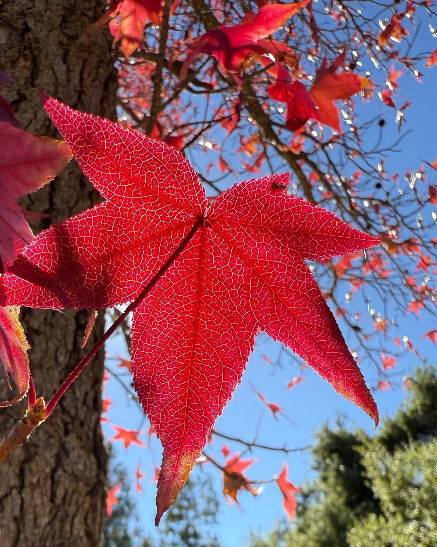 &ldquo;Nature uses only the longest threads to weave her patterns, so that each small piece of her fabric reveals the organization of the entire tapestry.&rdquo;
-Richard P. Feynman, Theoretical Physicist

Taft Gardens &amp; Nature Preserve is not on
