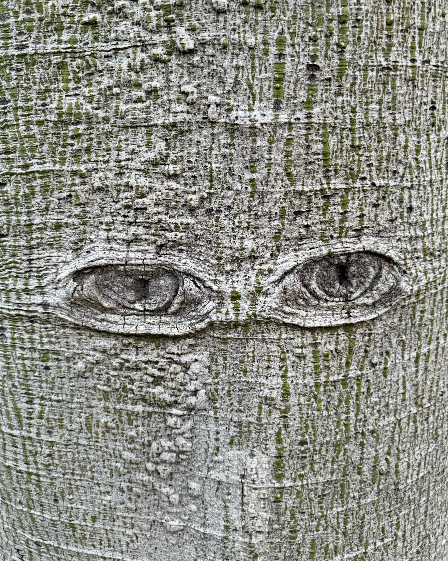 👁 The Garden has eyes! 

Happy Halloween from all of us at Taft Gardens &amp; Nature Preserve. Wishing our Ojai and Central California Coast communities a safe and fun start to the holiday season!
