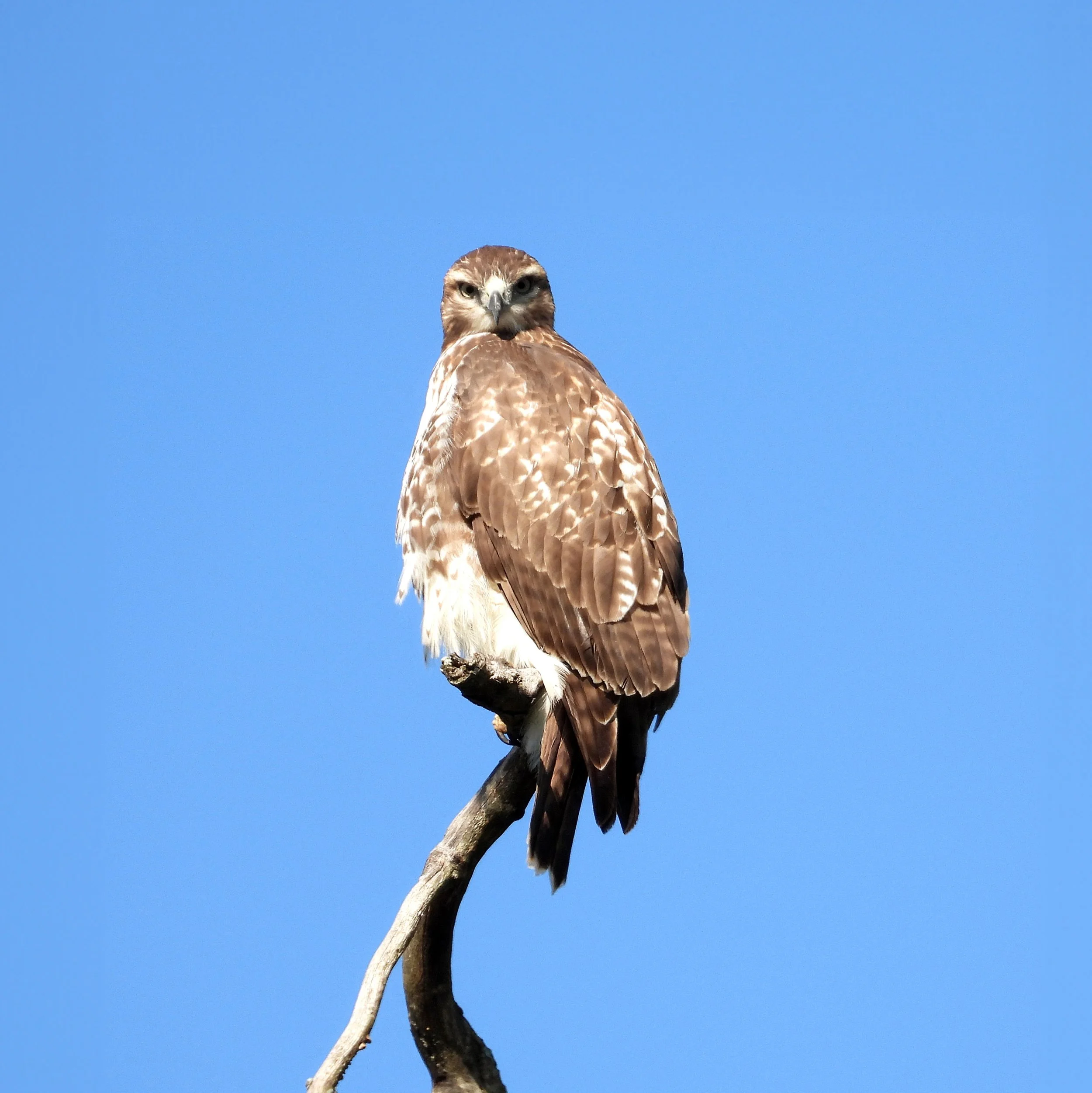 Red-Tailed Hawk (Buteo jamaicensis)