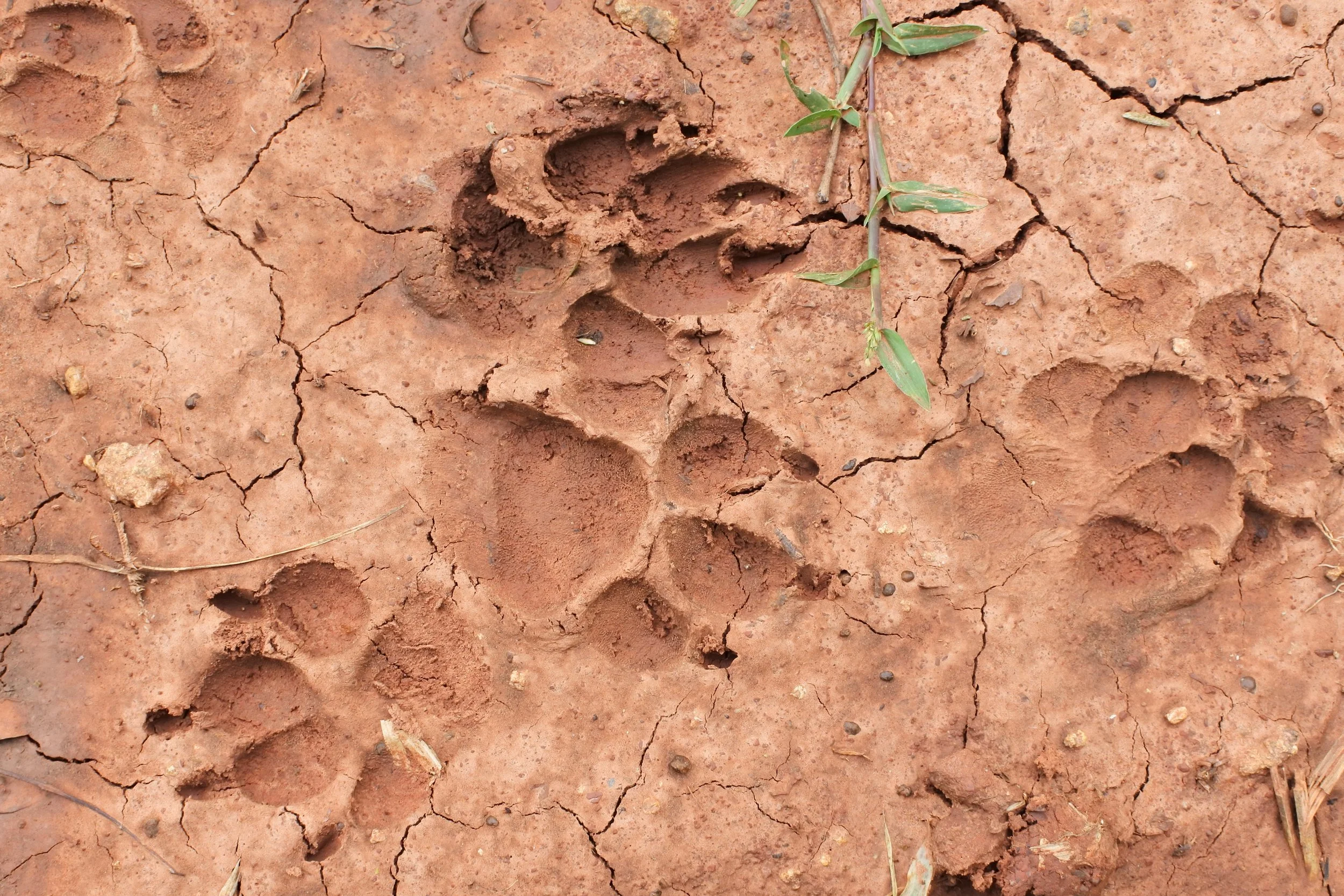 Bob Cat Tracks