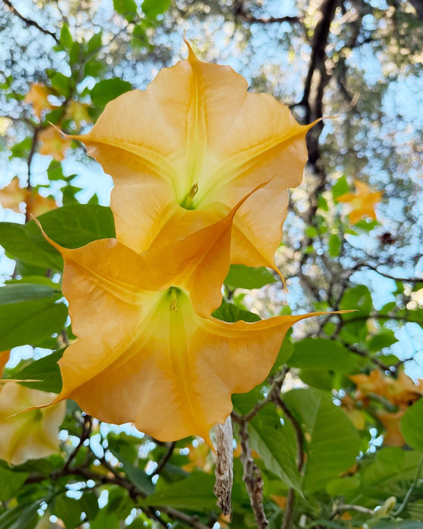 😇 🎺 The magnificent Angel Trumpet flowers, also known as &quot;Brugmansia,&quot; are booming right now in the Studio Garden! 

Top 10 facts!

1. Our Yellow Angel Trumpets bloom many times a year, approximately every 6 to 8 weeks.

2. They are nativ