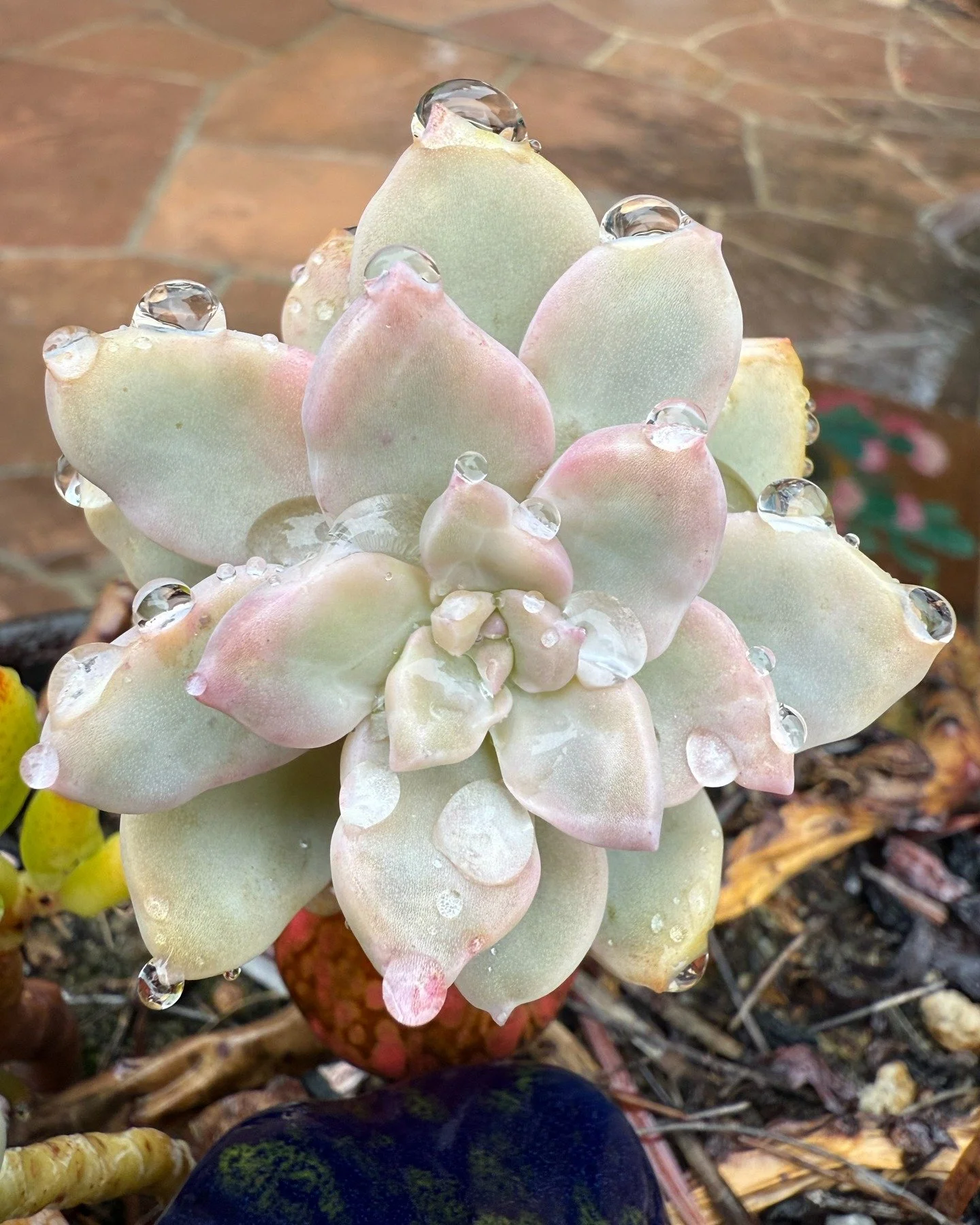 We are closed due to rain! For those with upcoming tickets, we will call or email to reschedule visits.

When we do reopen after the storm, it is likely that there will be water from the Santa Ana Creek flowing over our roads. We recommend visitors t