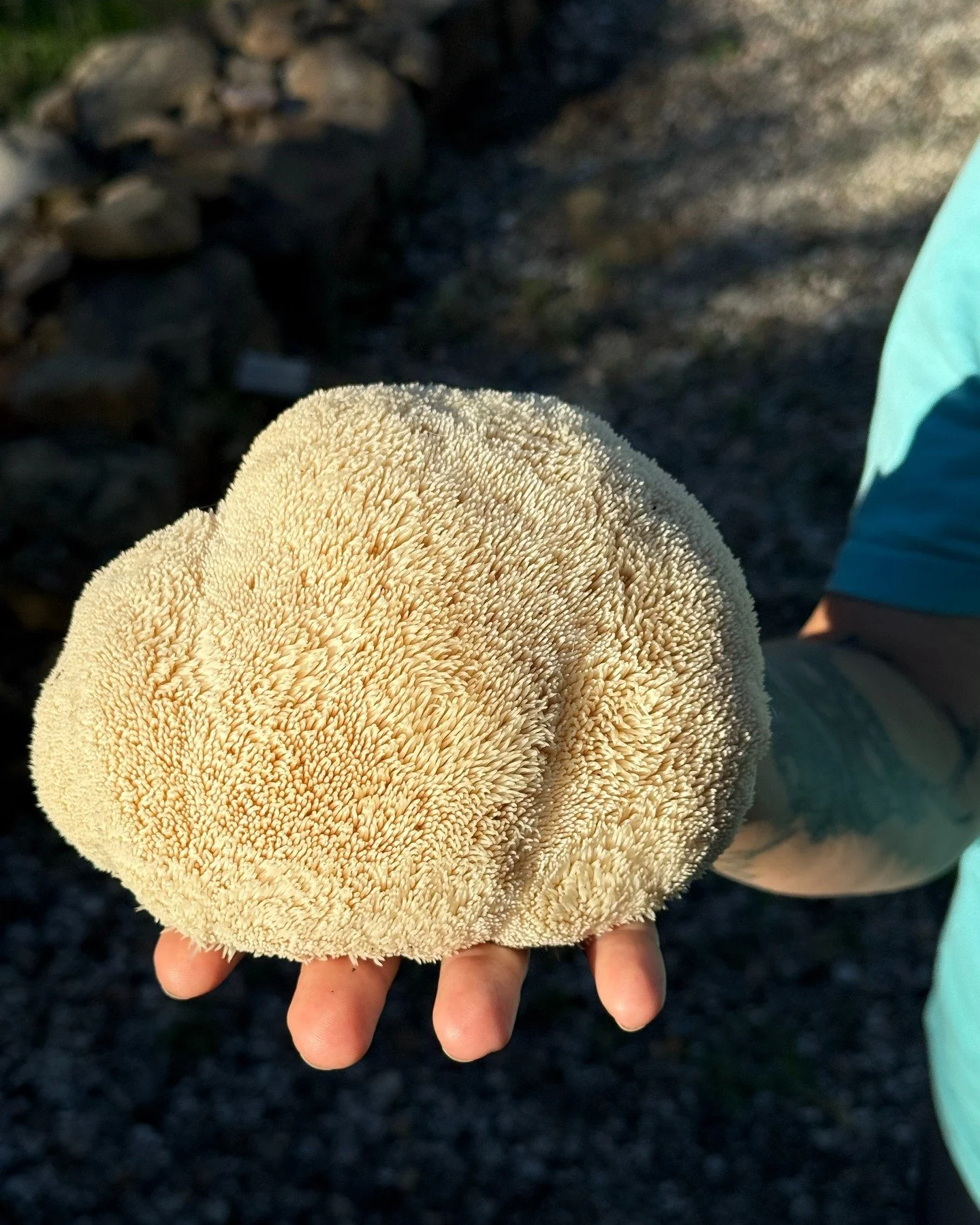 All the recent rain made for great mushroom hunting at Taft Gardens on Saturday. Former artist-in-residence Amun Levy @alterbeast_official took a small group on a foraging expedition through the property, finding all kinds of friendly and not-so-frie