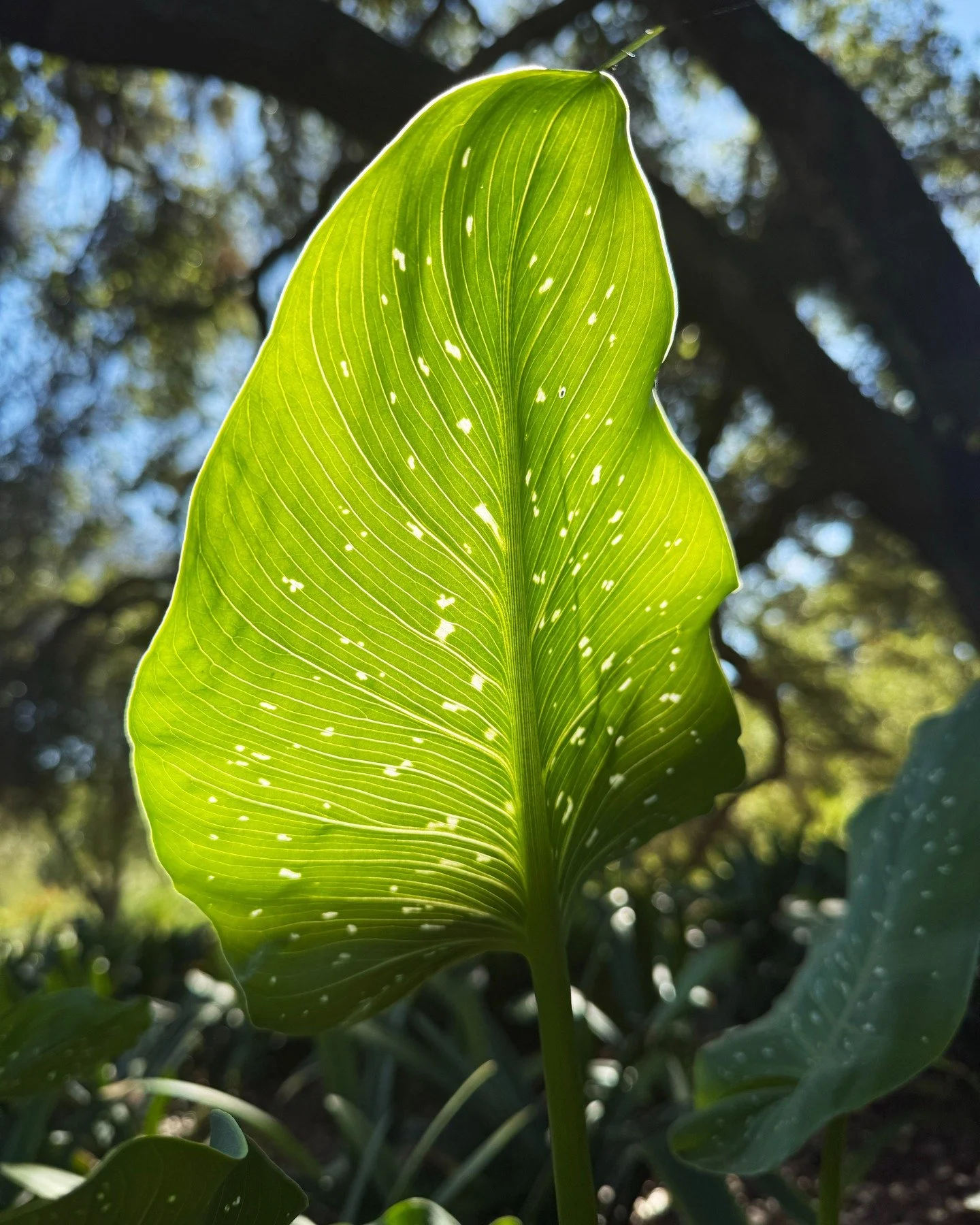 A sunbeam through a Calla Lily Leaf in the South African Garden.

 🌱+🌞=❤️