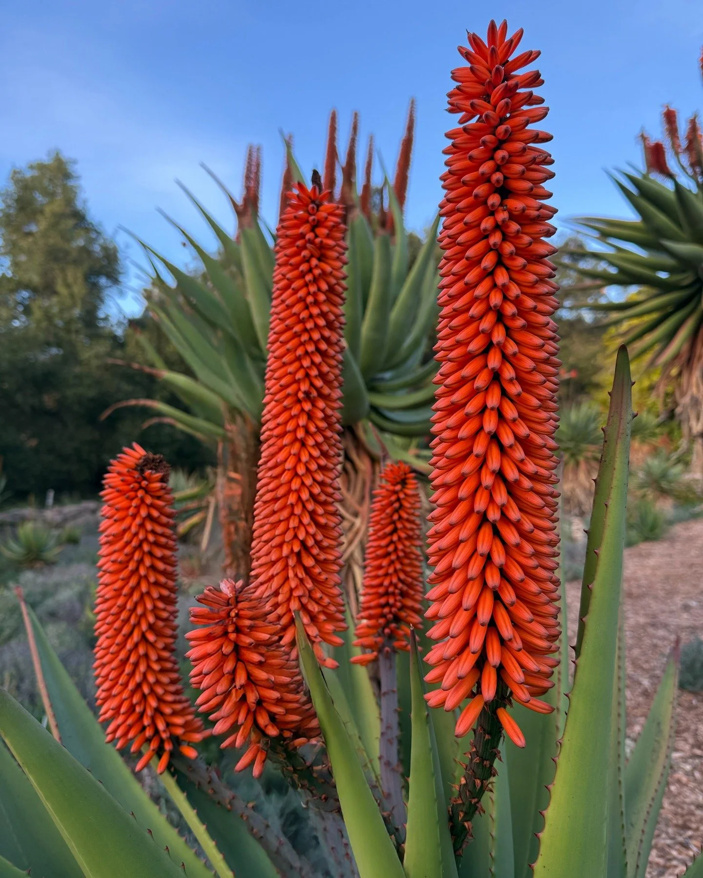 It is Aloe season at Taft Gardens, and the weather has been perfect for garden walks. Come see the landscape peppered with deep reds and stunning gradients. We are expecting rain next week, so this week would be a perfect time for a Self-Guided tour.