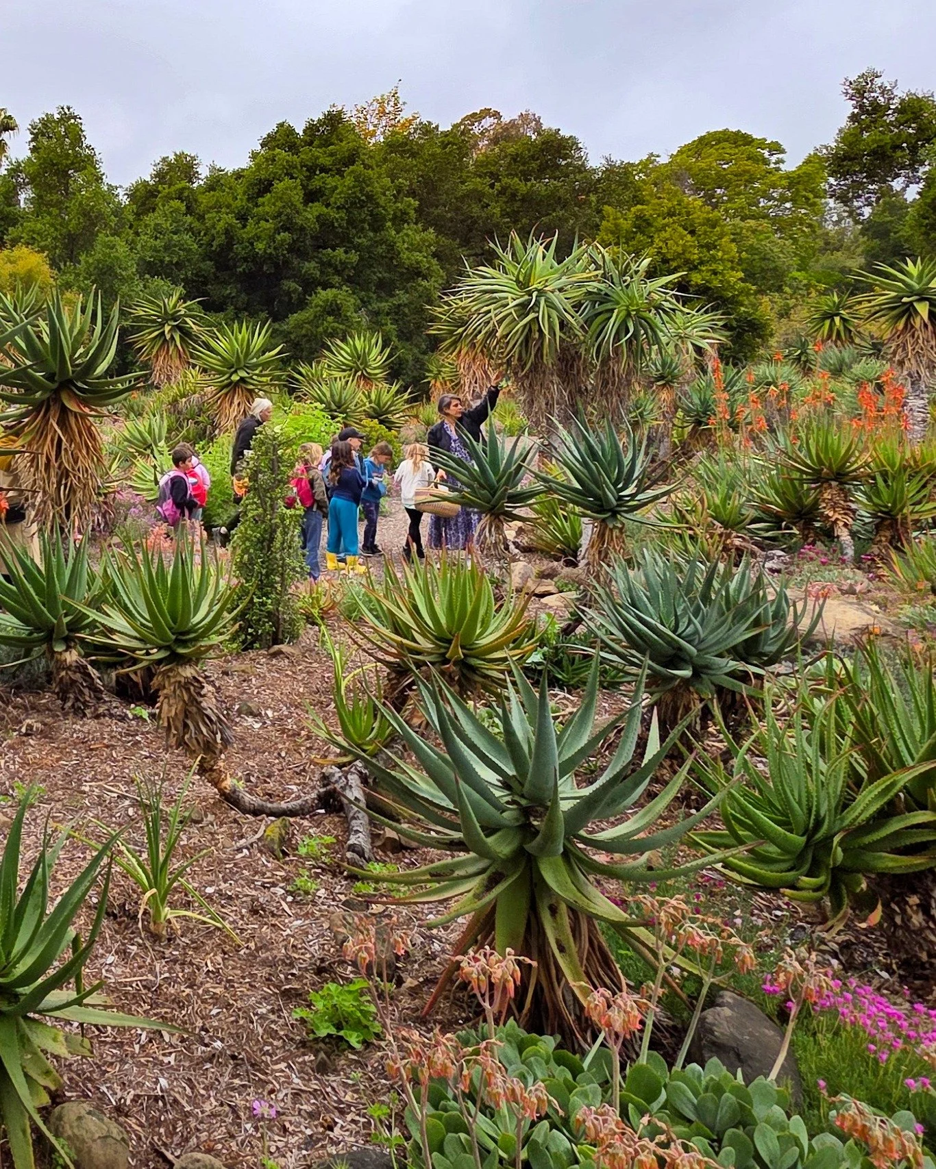Dear Taft Gardens Community,

It&rsquo;s with great enthusiasm I can report that recent storms caused minimal damage to Taft Gardens, with over 18 inches recorded in the highest peaks of our watershed. Santa Ana Creek still has a healthy flow of wate