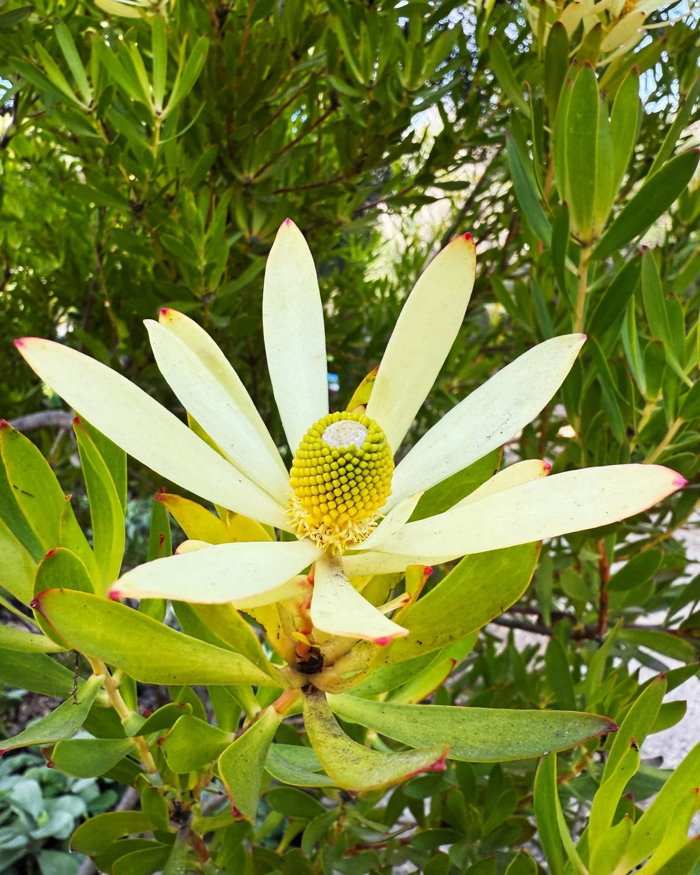 The Leucadendron 'Wilson's Wonder' is blooming at Taft Gardens in the South African Garden!

This sunny shrub is currently displaying showy bract clusters that are a striking bright yellow. 

Typically reaching 4 feet tall by 6 feet wide, Wilson's Wo
