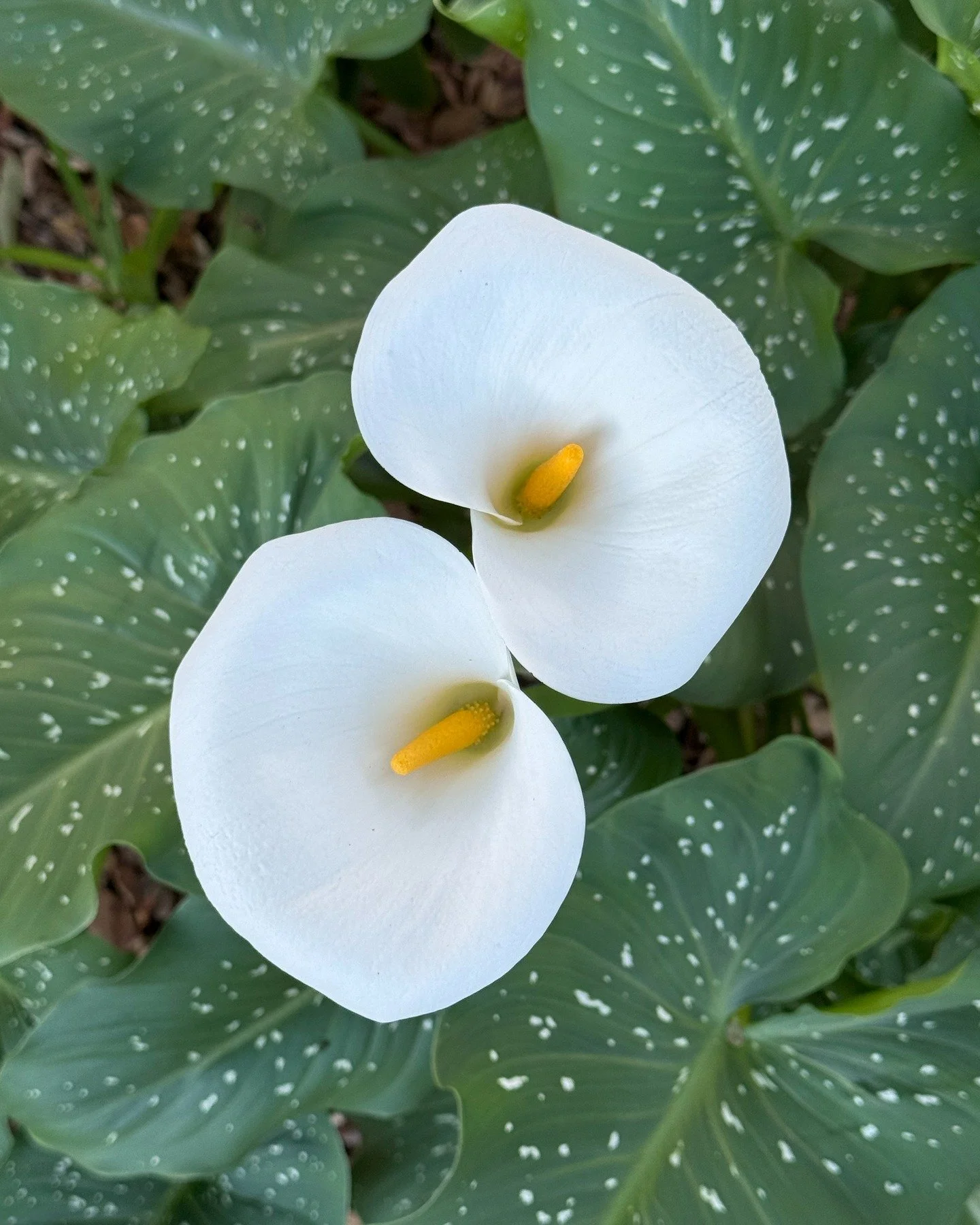 Twin Calla Lilies (Zantedeschia aethiopica) in the South African Garden. 

Taft Gardens &amp; Nature Preserve welcomes visitors for Self-Guided Tours with Advanced Reservations Only made by 9 PM PST the day before any visit. 

We are currently open f