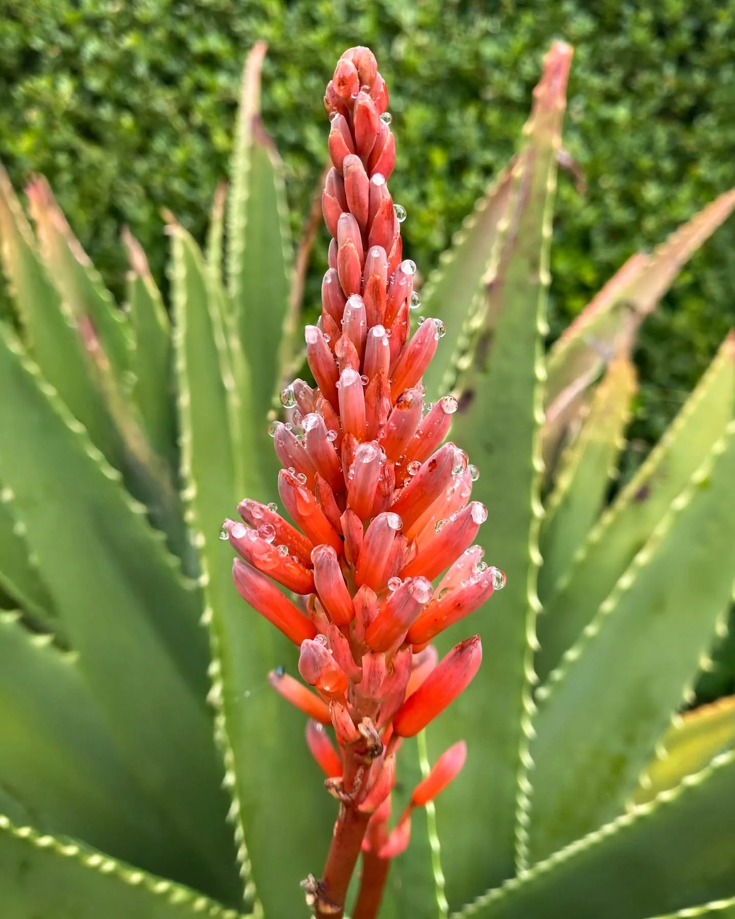 We are closed today due to the weather, but we look forward to welcoming guests back to the gardens tomorrow. For all those making their way to Taft, we have two Arizona-style creek crossings on our road that have a few inches of water flowing over d