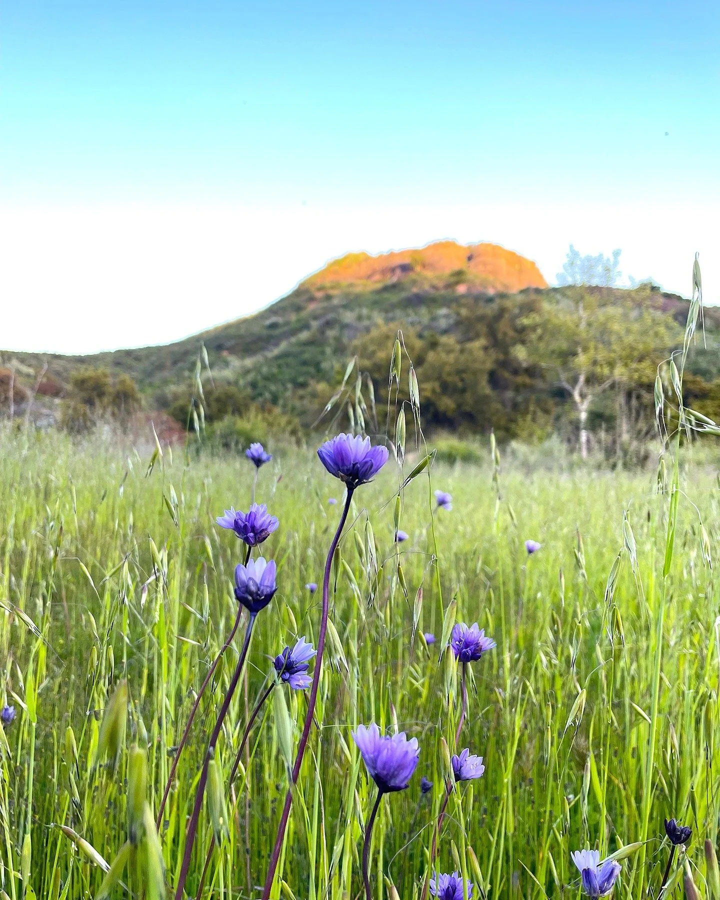 Blue dicks (Dipterostemon capitatus) wildflowers were spotted in the Nature Preserve. Also, know as Wild Hyacinth, Purplehead and Fool's Onion their bulbs were traditionally used as a tasty treat by Indigenous peoples in Western North America.

Photo