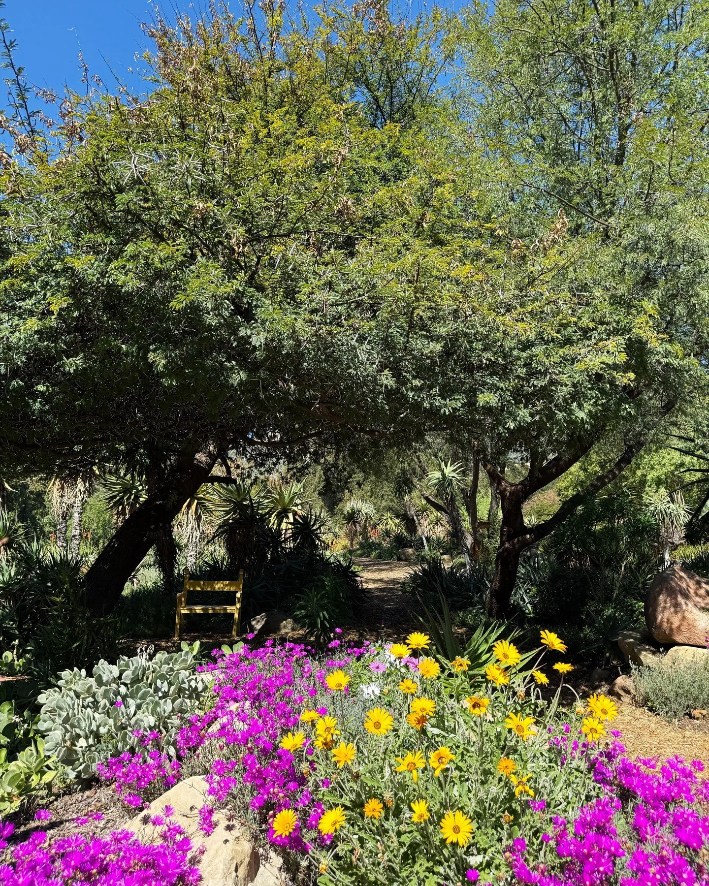 Spring has arrived in our secret garden.

Come see all the flowers in bloom and enjoy a walk, through a unique collection of botanicals, away from crowds. 

We are open currently Thursday - Saturday and Tuesday - Saturday starting March 24th and for 