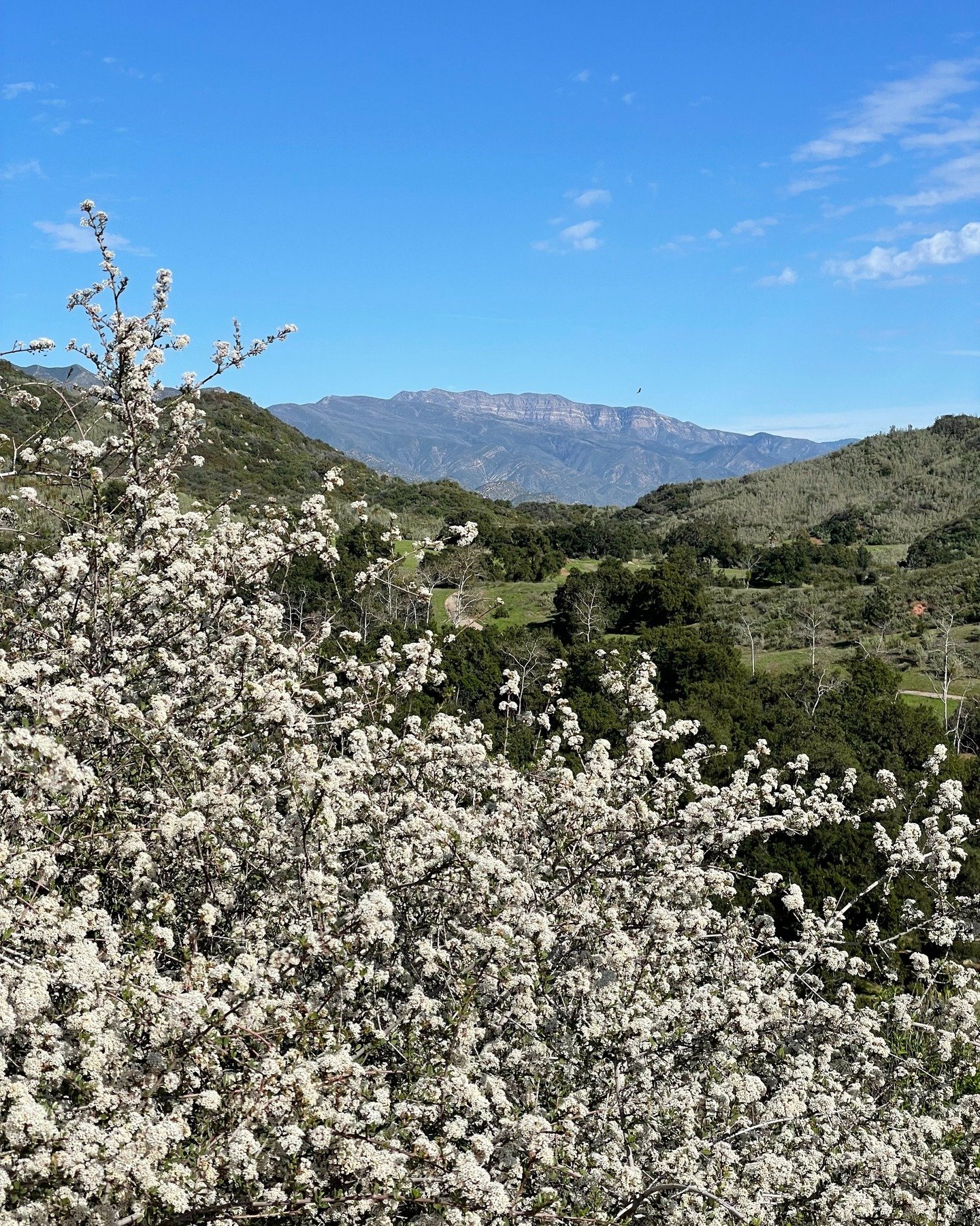 Topa Topa mountain view with White ceanothus (California Lilac) blooming in the Taft Gardens Nature Preserve. 

Photo by Alexandra Nicklin @alexandra.nicklin.
