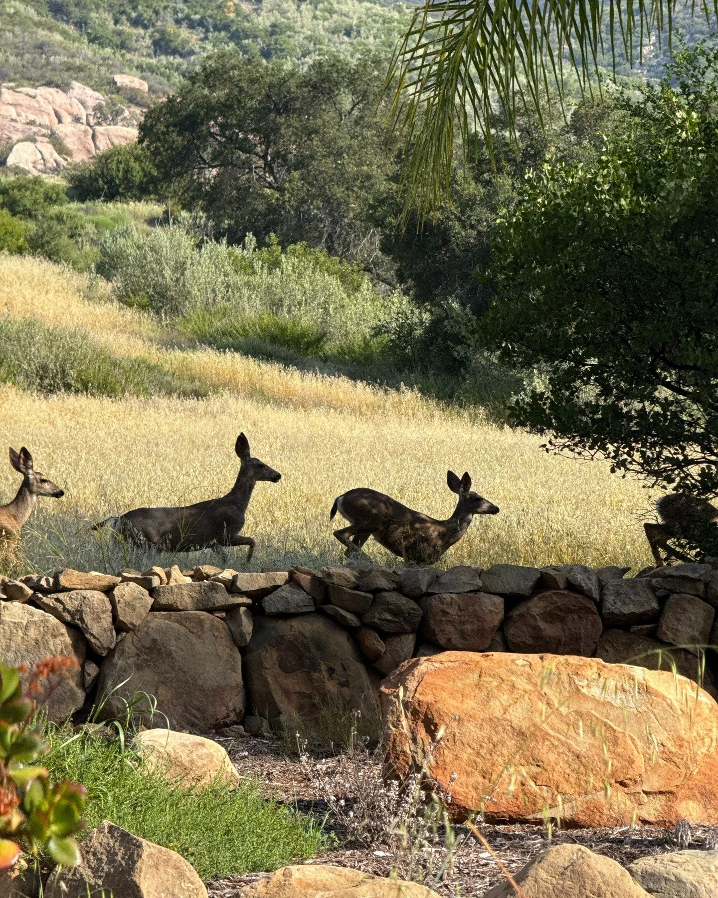 Early this morning, a family of California mule deer (Odocoileus hemionus californicus) was spotted meandering along the edge of the Preserve. 

It&rsquo;s a lovely sight to see them move calmly past, as many come to understand they are in safe compa