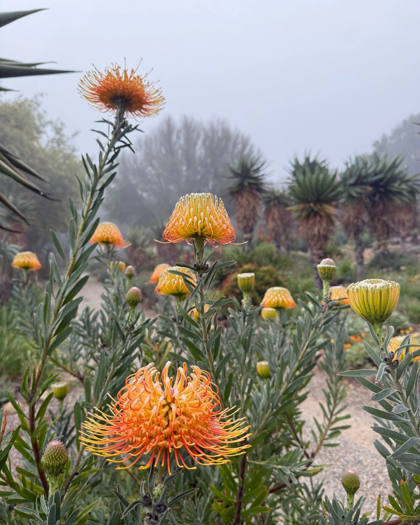 Another cool morning at Taft with Leucaspermum in the mist. 

This variety is Brandi Dela Cruz, a fan favorite in the fantastical world of protea. 

Family: Proteaceae
Origin: South Africa
Flower Color: Orange Red 
Bloomtime: Spring
Height: 4-7 feet
