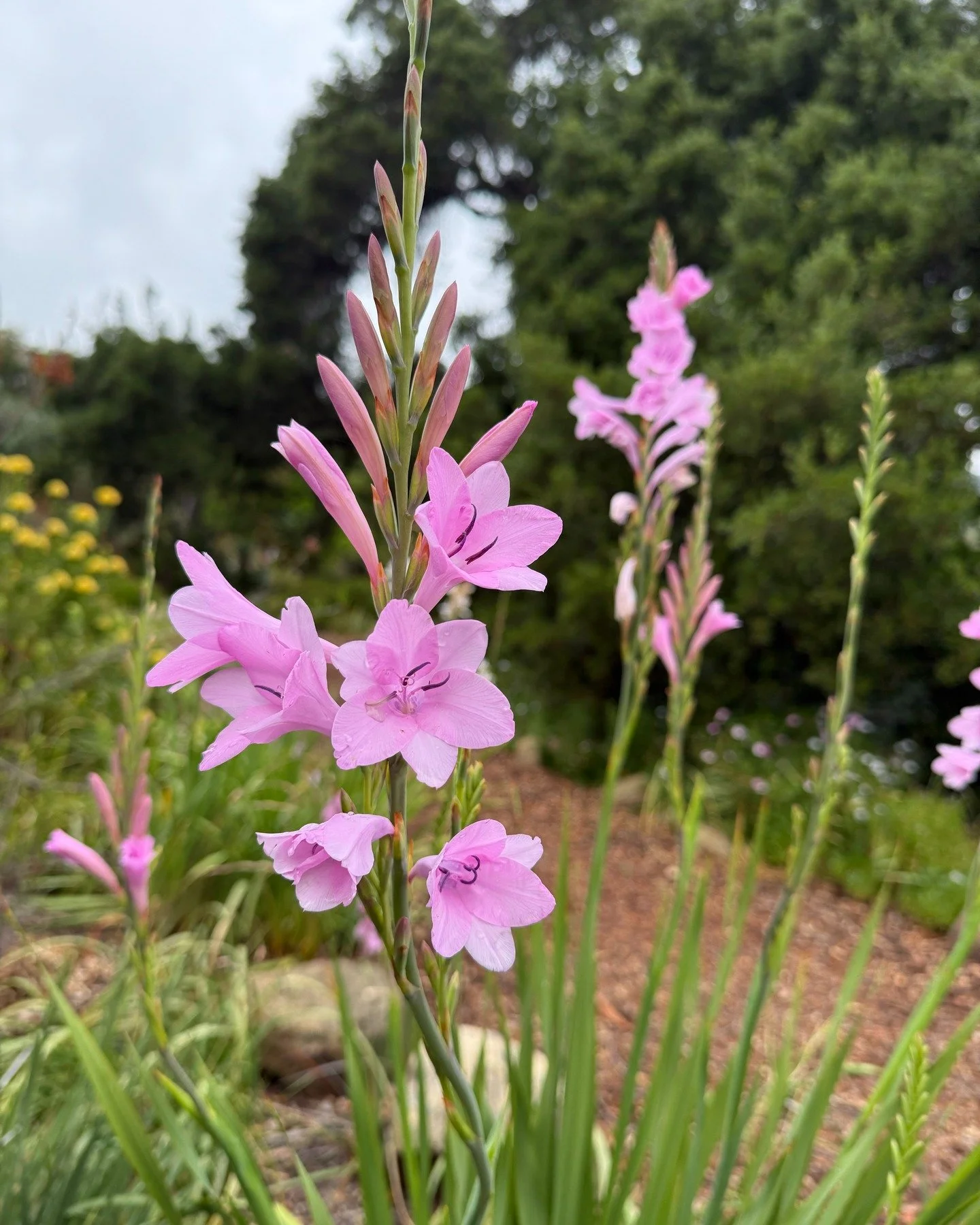 The Watsonia bulbs are in bloom at Taft Gardens! 

Our secret garden is open for the Spring season from Tuesday to Saturday. We are by reservation only and one of the only gardens on the Central Coast with strict limitations on how many people can vi