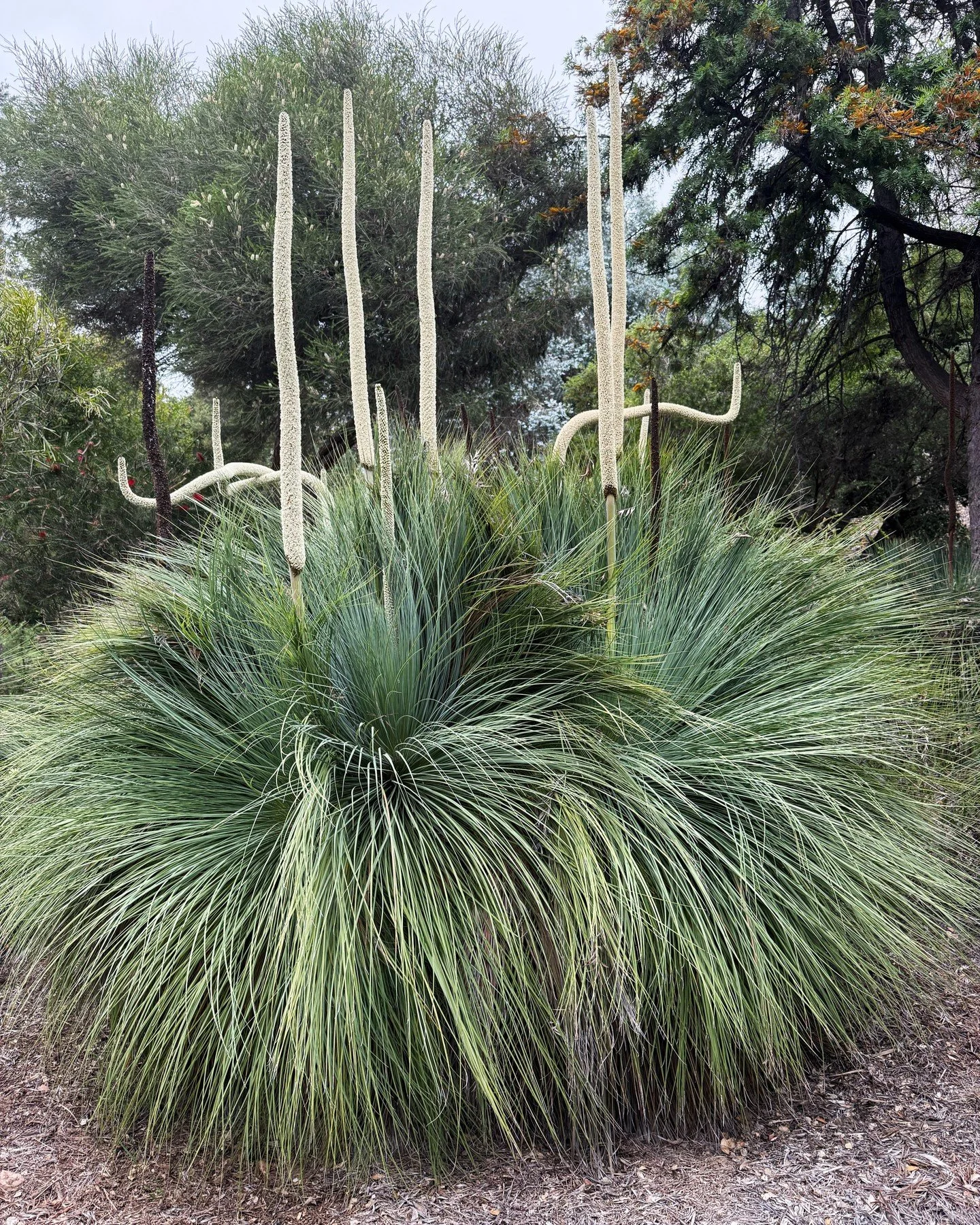 Planted from seed years ago by John Taft, these Australian Grass Trees (Xanthorrhoea) are a lesson in patience. They are exceptionally slow-growing, expanding by only 1 to 2.5 cm annually and often requiring over two decades just to develop a visible