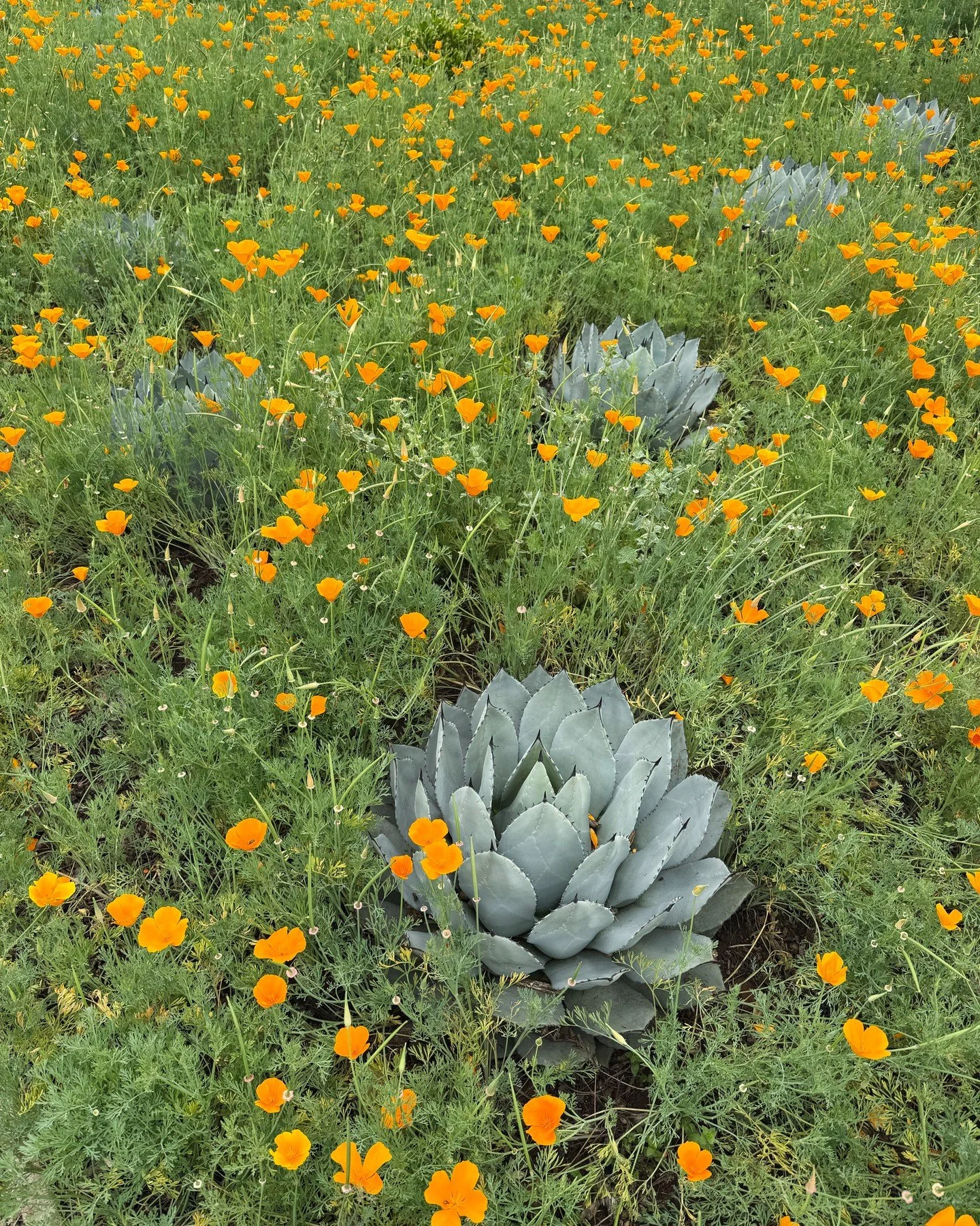 &ldquo;Spring makes its own statement, so loud and clear that the gardener seems to be only one of the instruments, not the composer.&rdquo;

by Geoffrey B. Charlesworth, An Opinionated Gardener