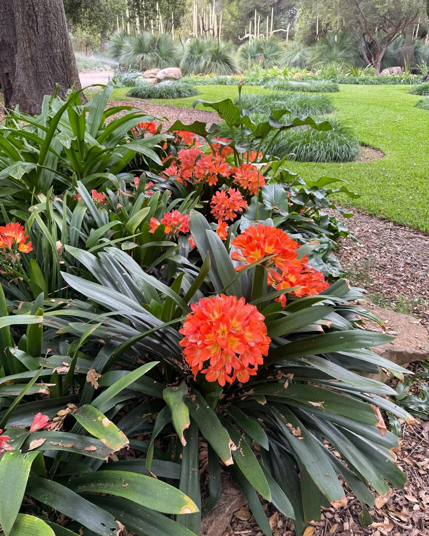 Clivia miniata (also known as Natal Lily) are currently coming into their peak at Taft Gardens, offering a lovely saturation of orange that pops in the shaded corners of the Lily Lawn and many other spots around Taft. These plants are native to South