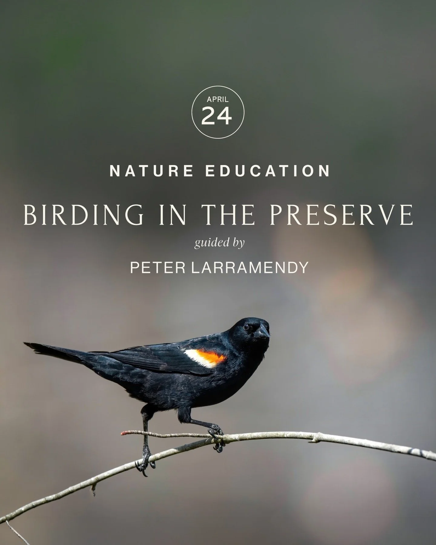 🐦 Join us for Birding in the Nature Preserve.

Friday, April 24, 2026
8:30 AM 10:30 AM

Lead by local avian biologist, Peter Larramendy. Participants will learn the basics of birding, such as common birds of the Ojai Valley, like this Red-winged Bla