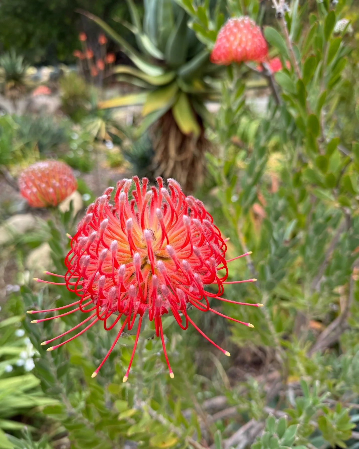 The Leucospermum &lsquo;Kristen&rsquo; is currently bringing neon-red energy to the gardens. These South African pincushions are a marvel of natural geometry, with their ribbon-like spikes forming a texture that feels both furry and architectural. Be