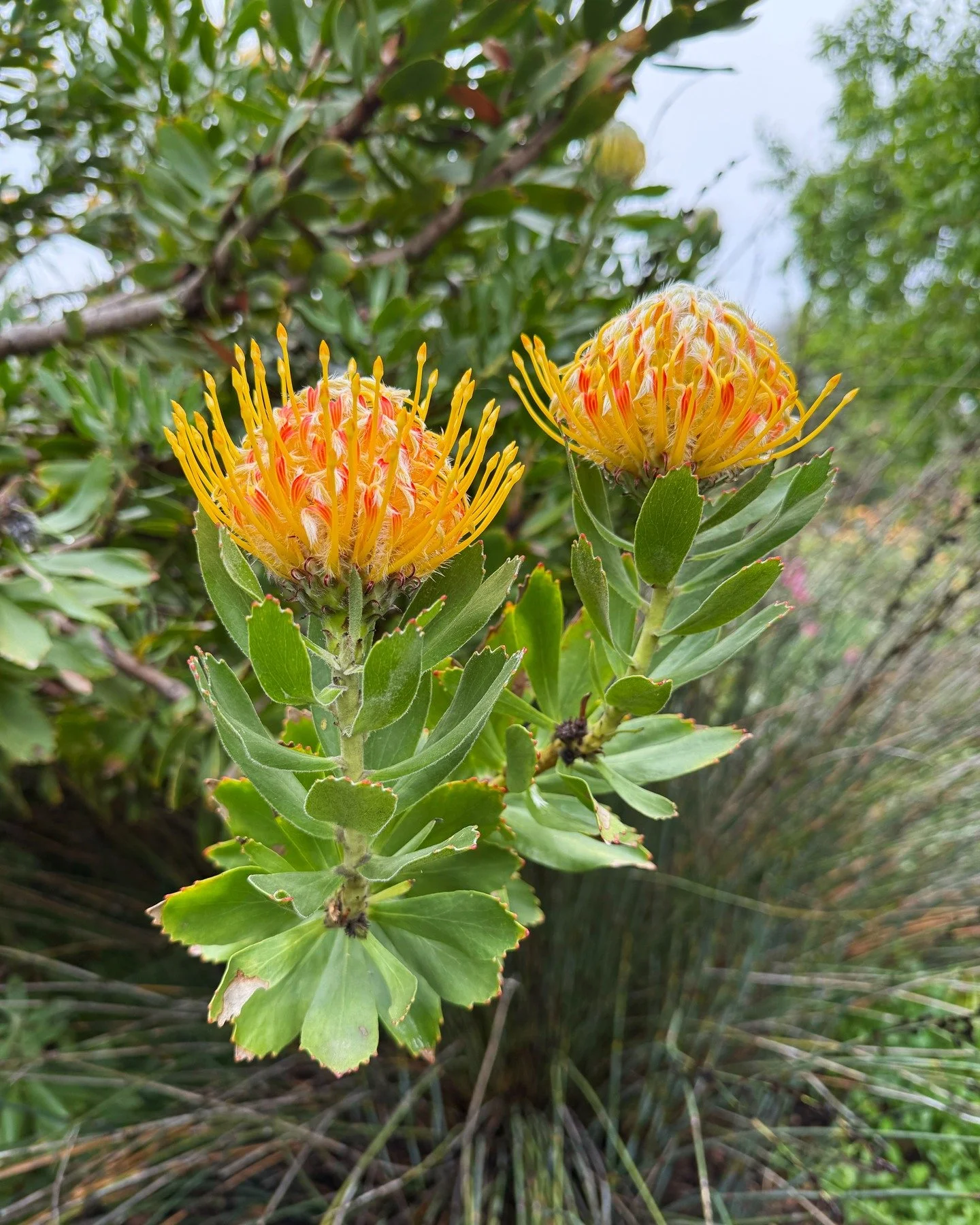 This variety of Leucaspermum (also known as Pincushion), with dark green leaves, yellow anthers, and red ribbons that make up the core, is called &ldquo;Veldfire.&rdquo; It is one of the many varieties we have in our South African Garden. The Veldfir