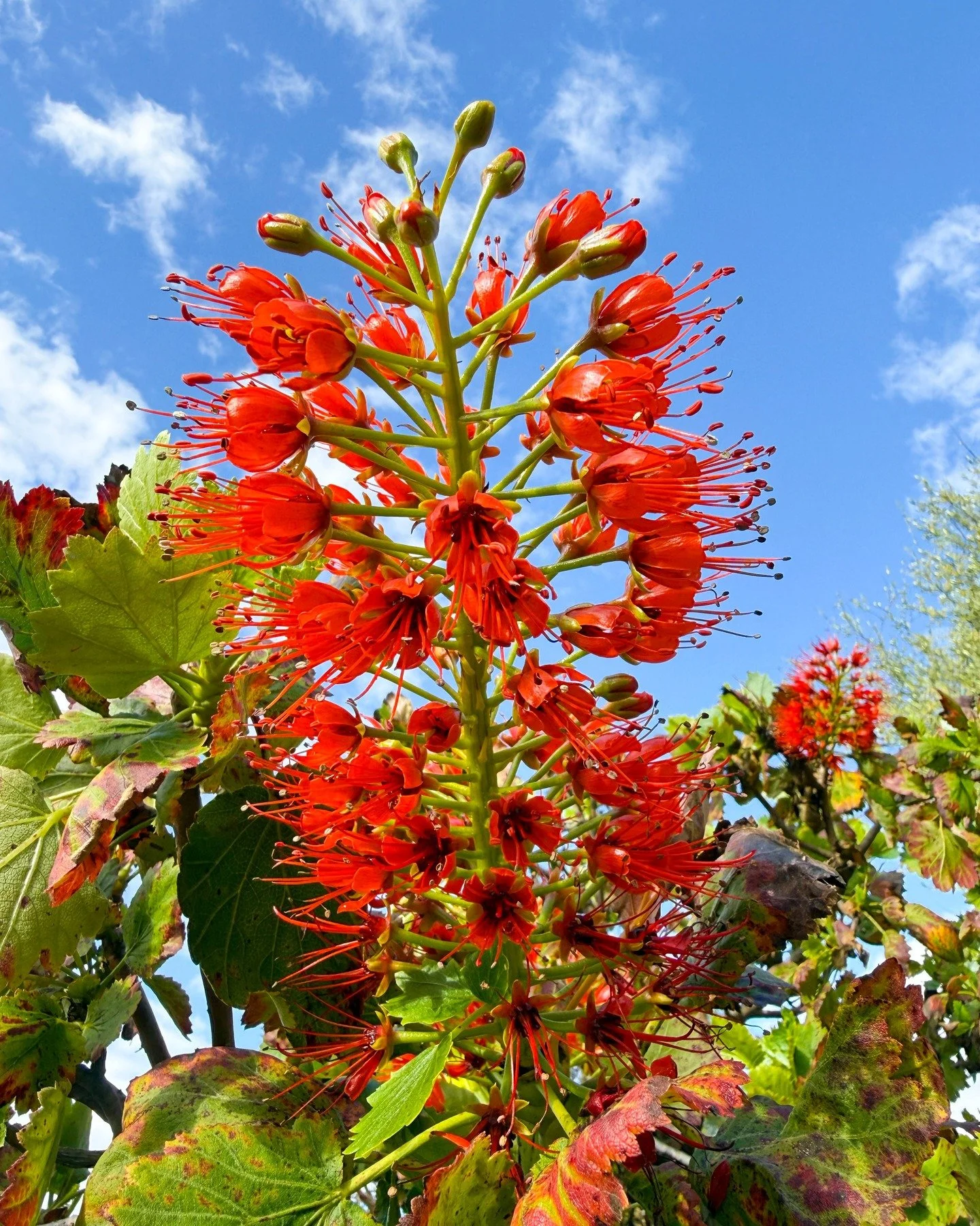 Blooming in South Africa this week is Greyia sutherlandii, also known as Natal Bottlebrush or Glossy Bottlebrush. Its big, waxy, scarlet petals are built to handle the sun, reflecting light with a satin-like finish. Because this shrub is part of the 