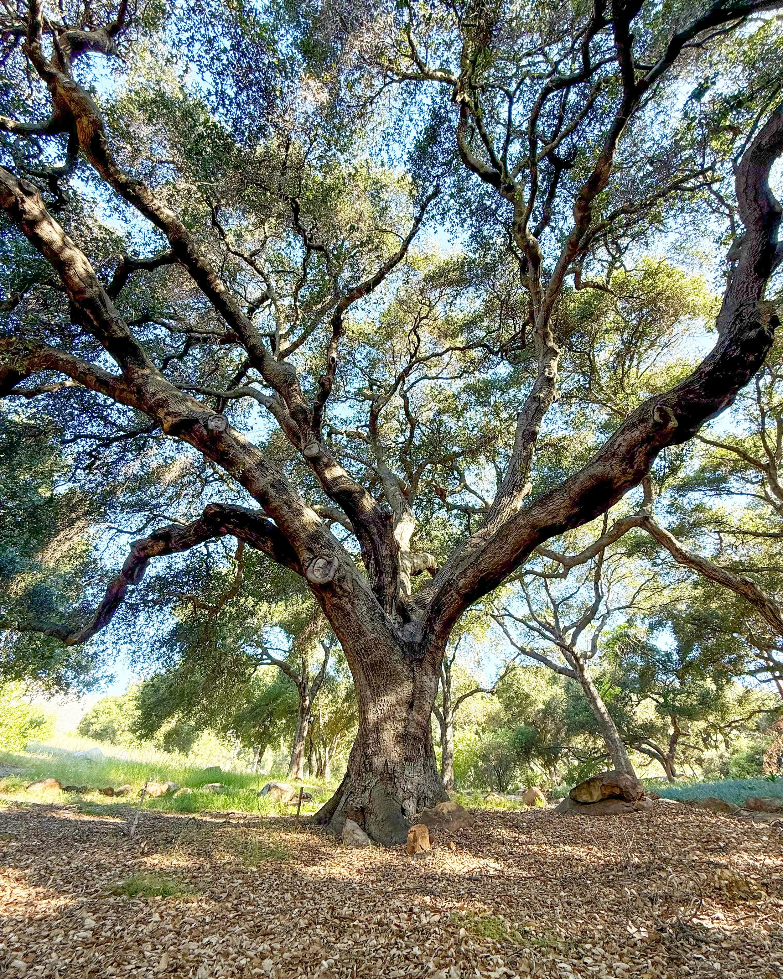 To all the mothers who nourish everyone around you and offer a canopy of protection, we thank you for your strength, love, and wisdom. With roots that run deep and a spirit that refuses to break, you symbolize an endurance that we lean on. You are th