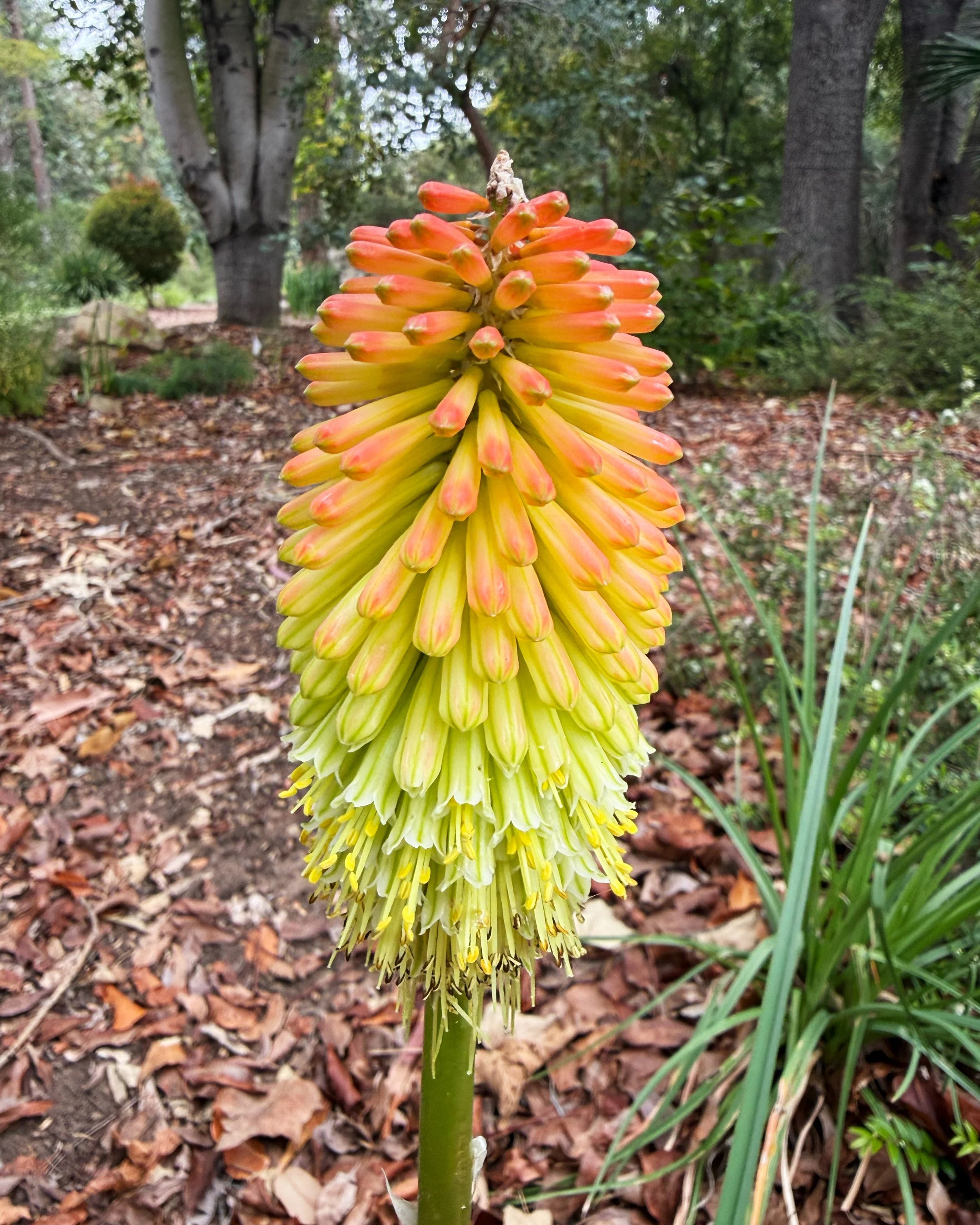 A rouge torch lily (Kniphofia) was spotted in the Australian garden today. These are typically found in the South African Garden but pop up here and there, from time to time. It is possible that a bird, an animal, or the wind could have carried the s