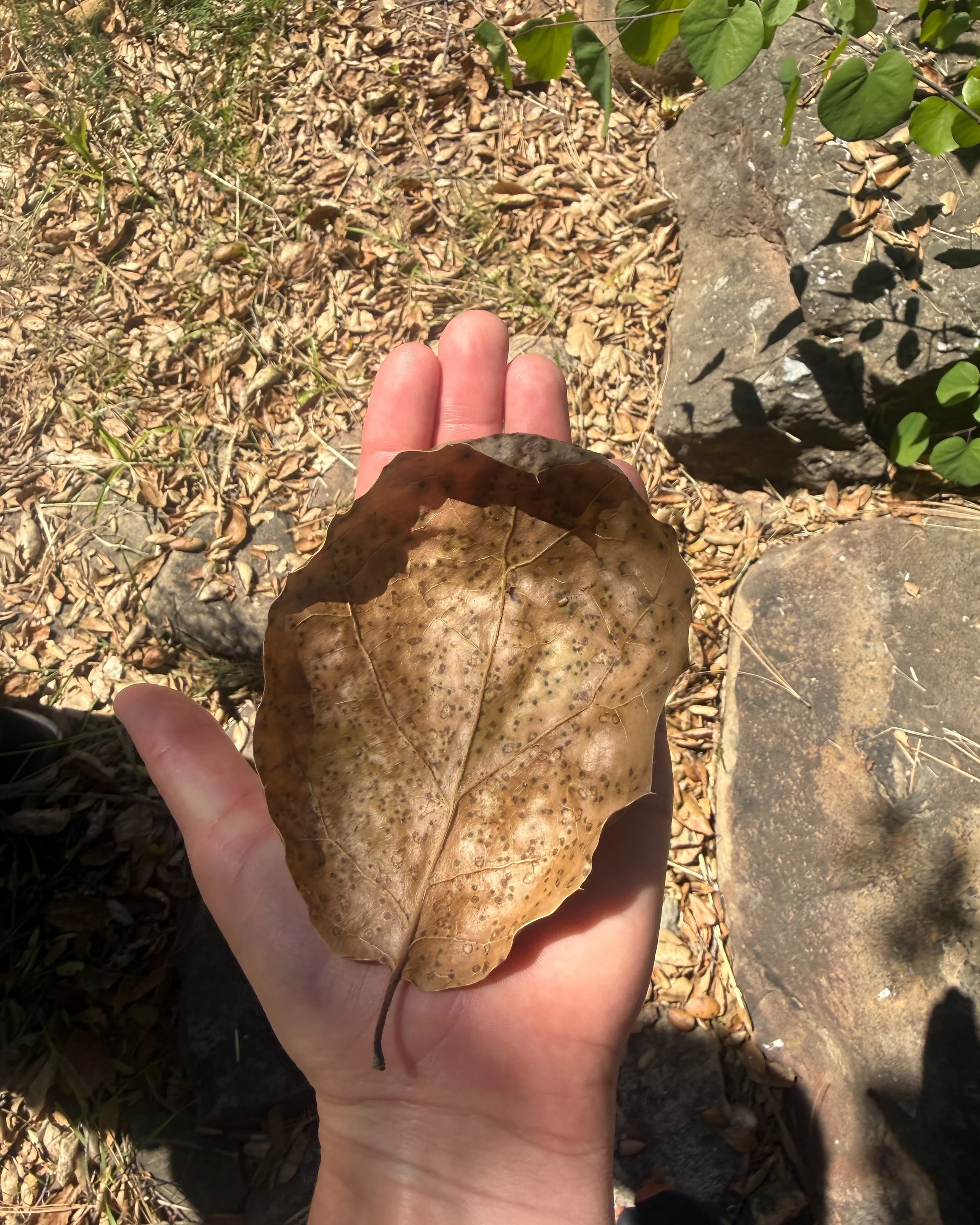 And the prize for the largest Coastal Oak (Quercus agrifolia) leaf found at Taft Gardens goes to our current artist-in-residence, Carol Shaw Sutton @carolshawsutton, and staff member Alexandra Nicklin @alexandra.nicklin. Big ones like this are called