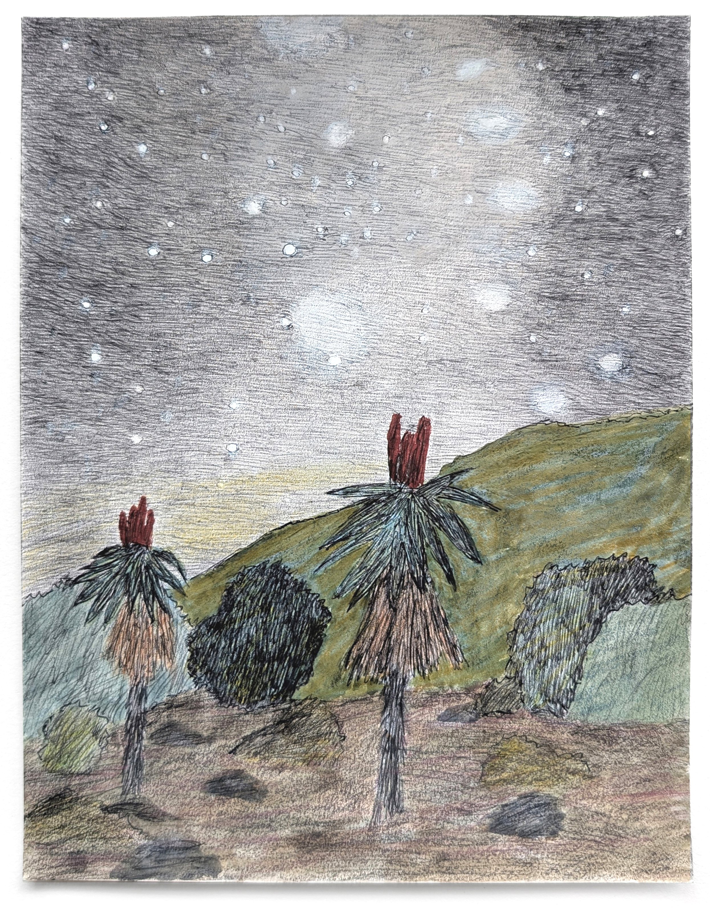 Star Clouds Over Aloes, 2026 
