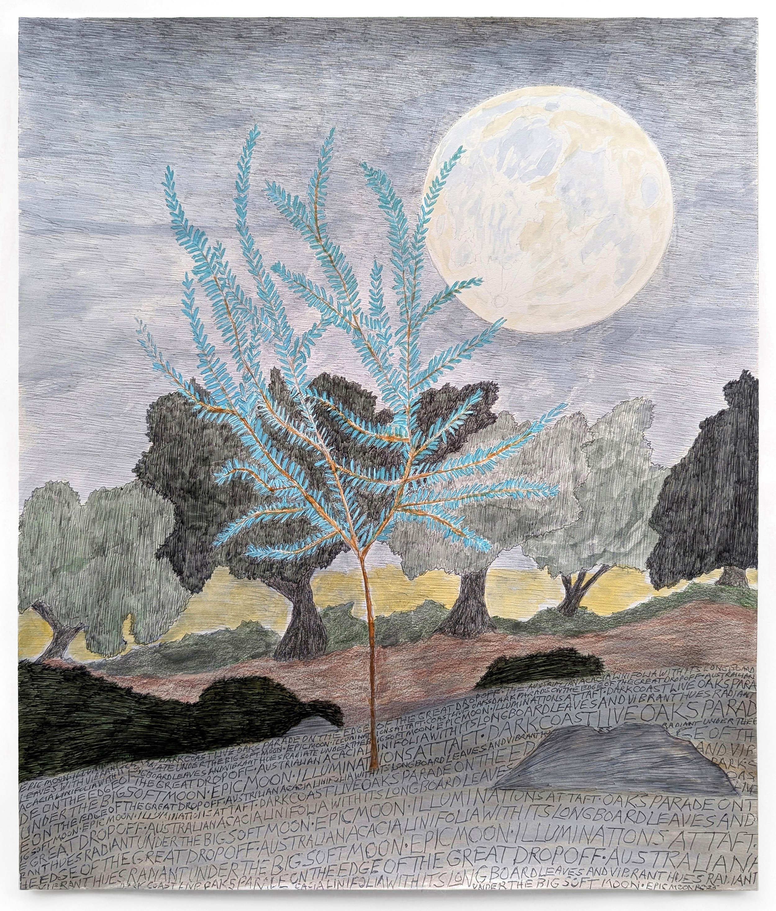 Full Moon Over Australian Acacia, 2025