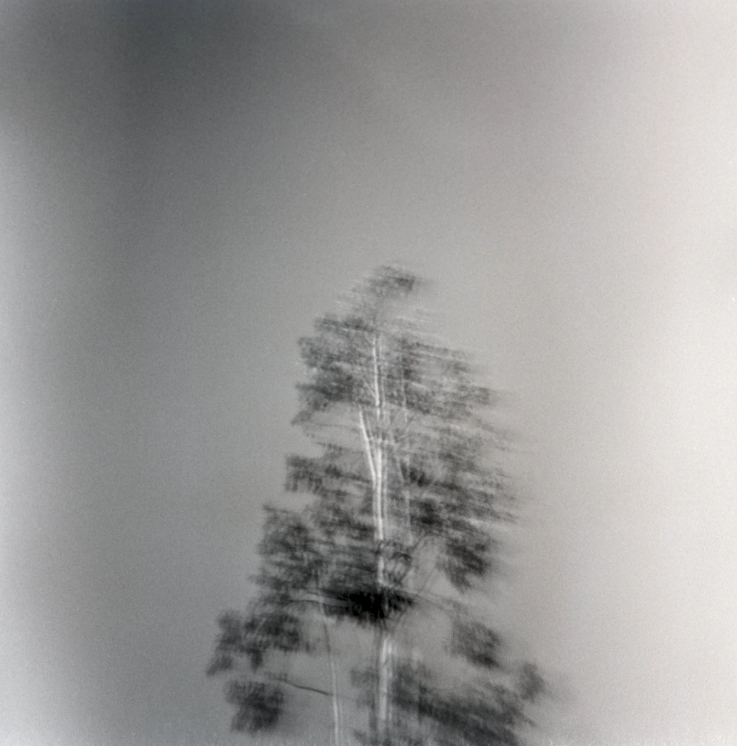 Eucalyptus, 2026