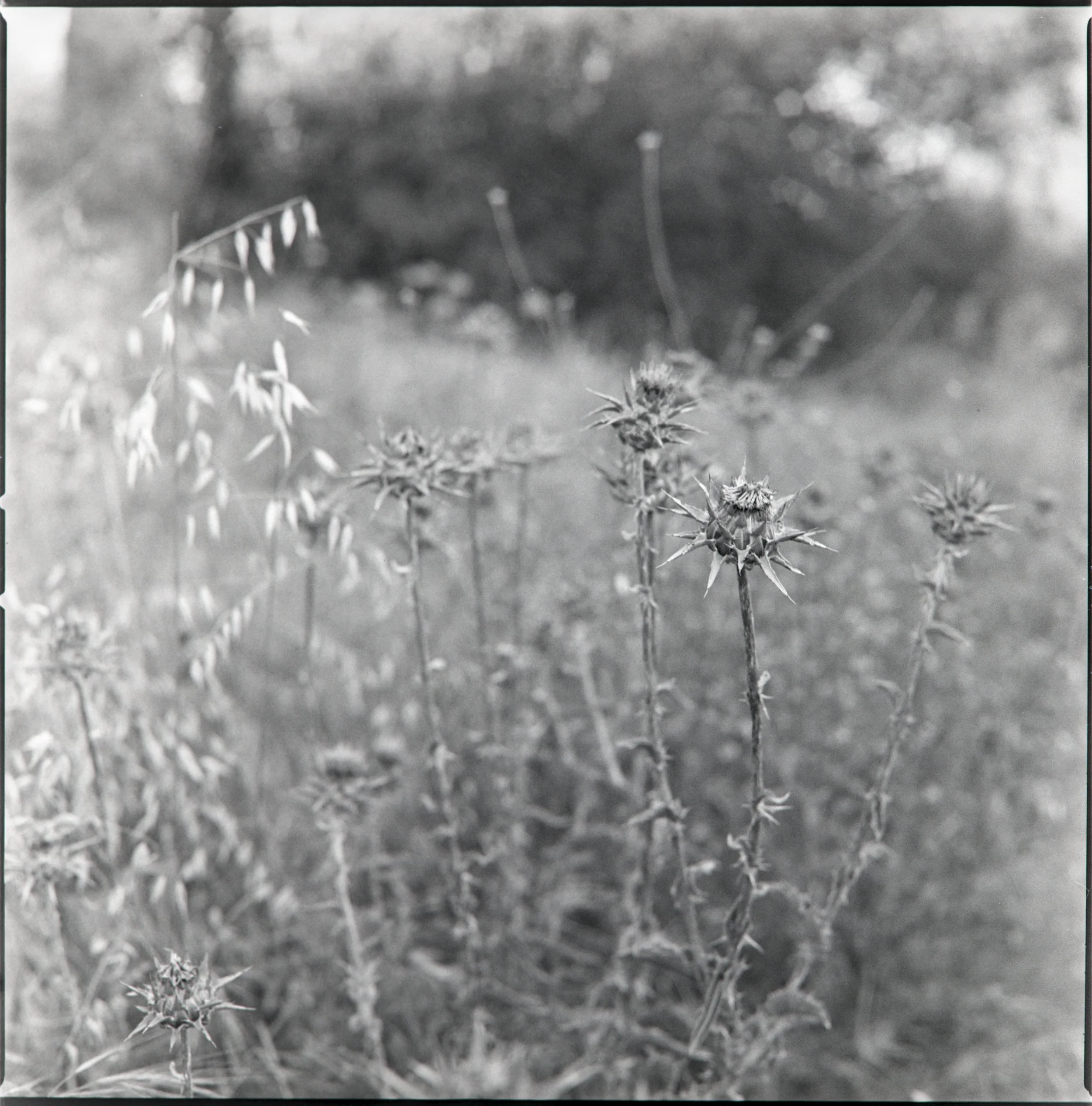 Milk Thistle, 2026