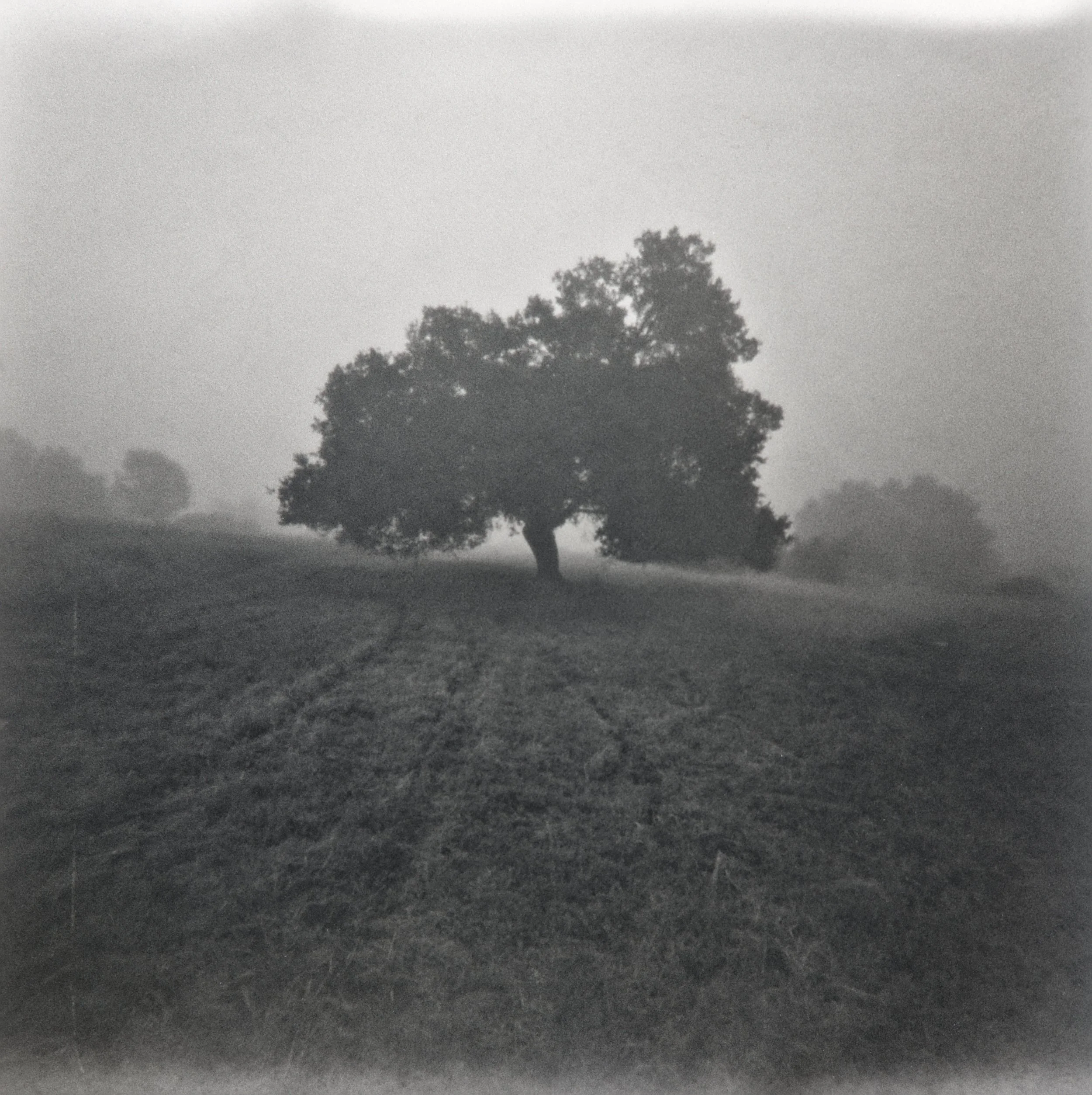 Coast Live Oak, 2026