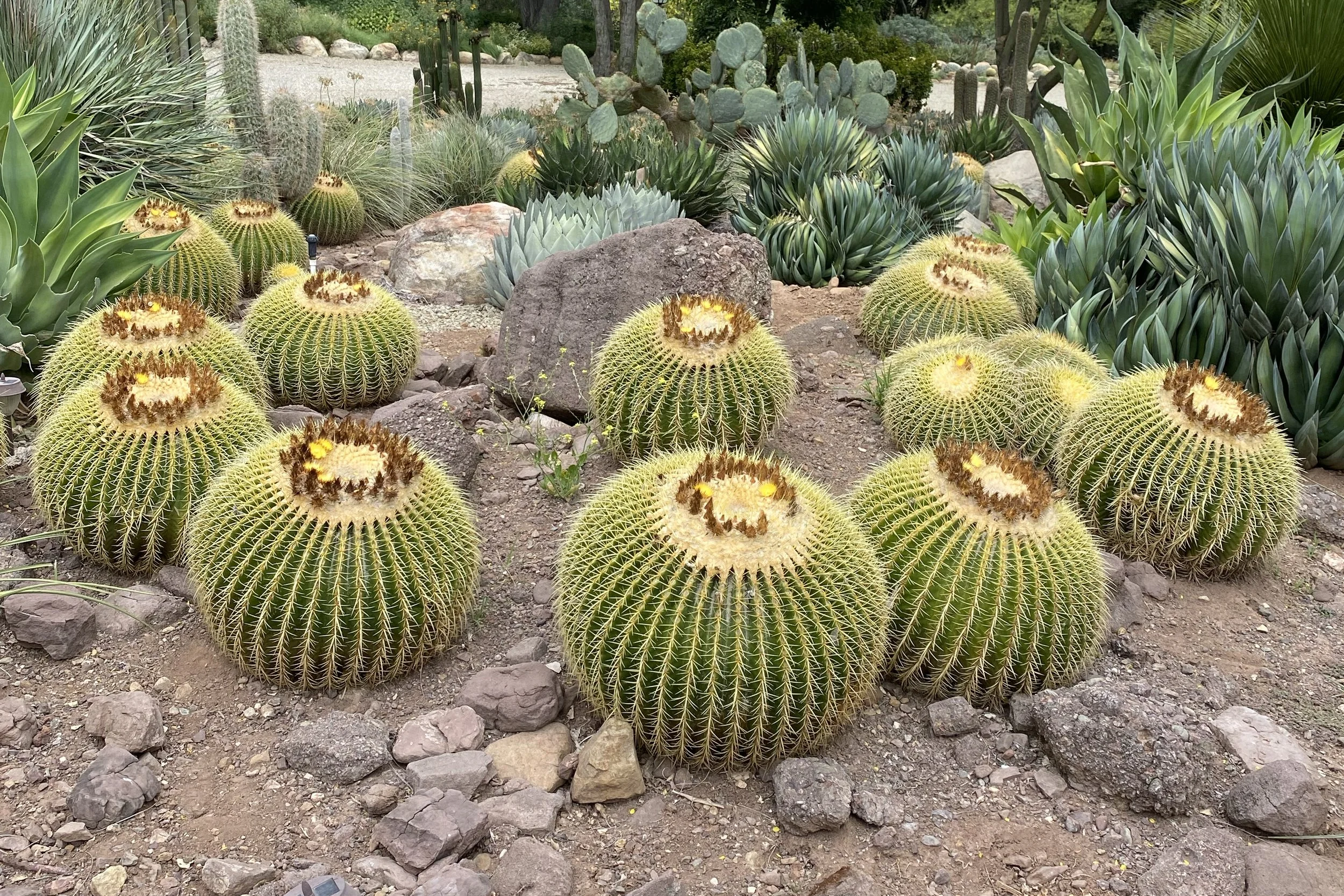 Golden Barrel Cactus (Kroenleinia grusonii)