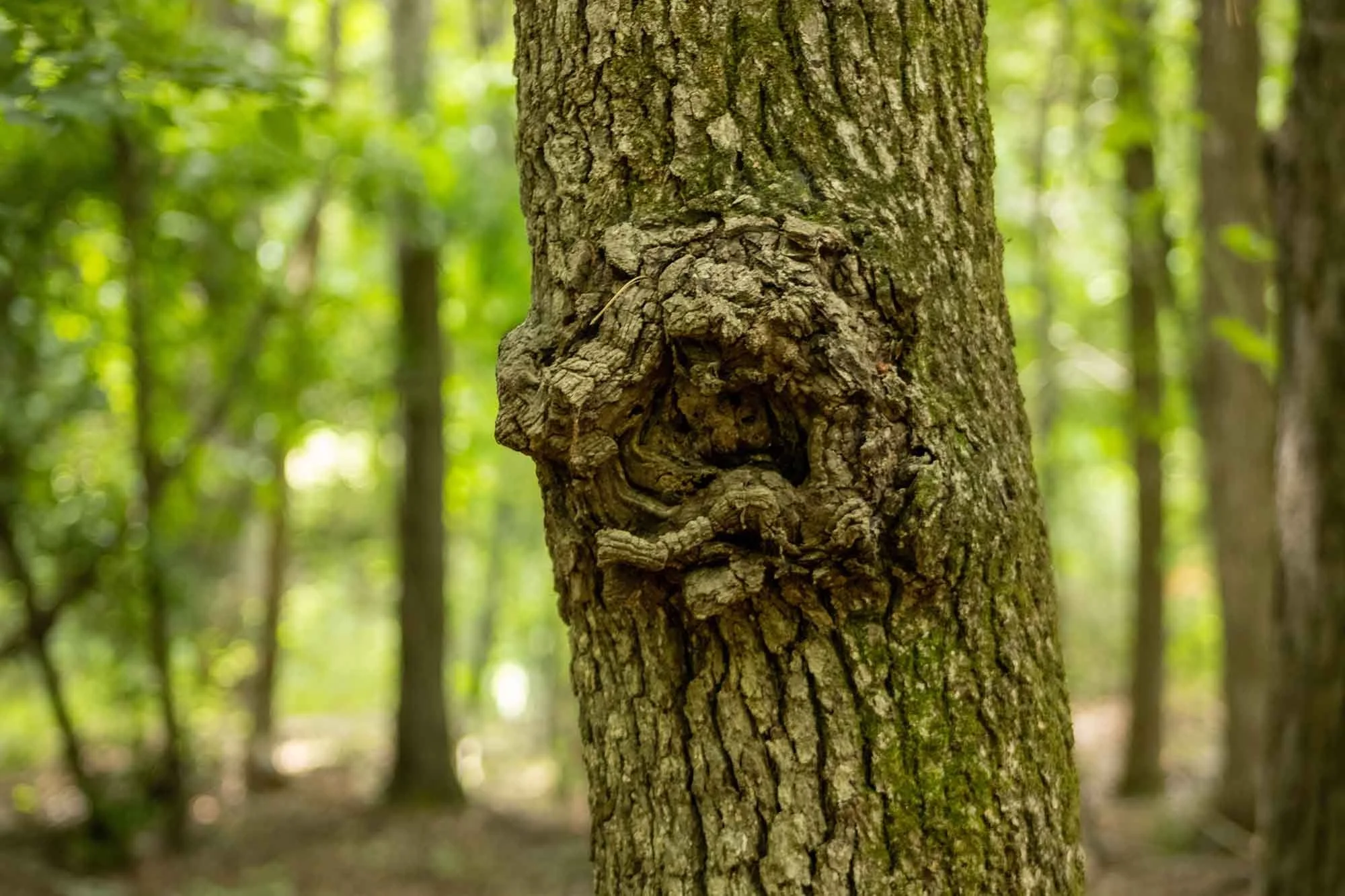 tree knot representing trigger point