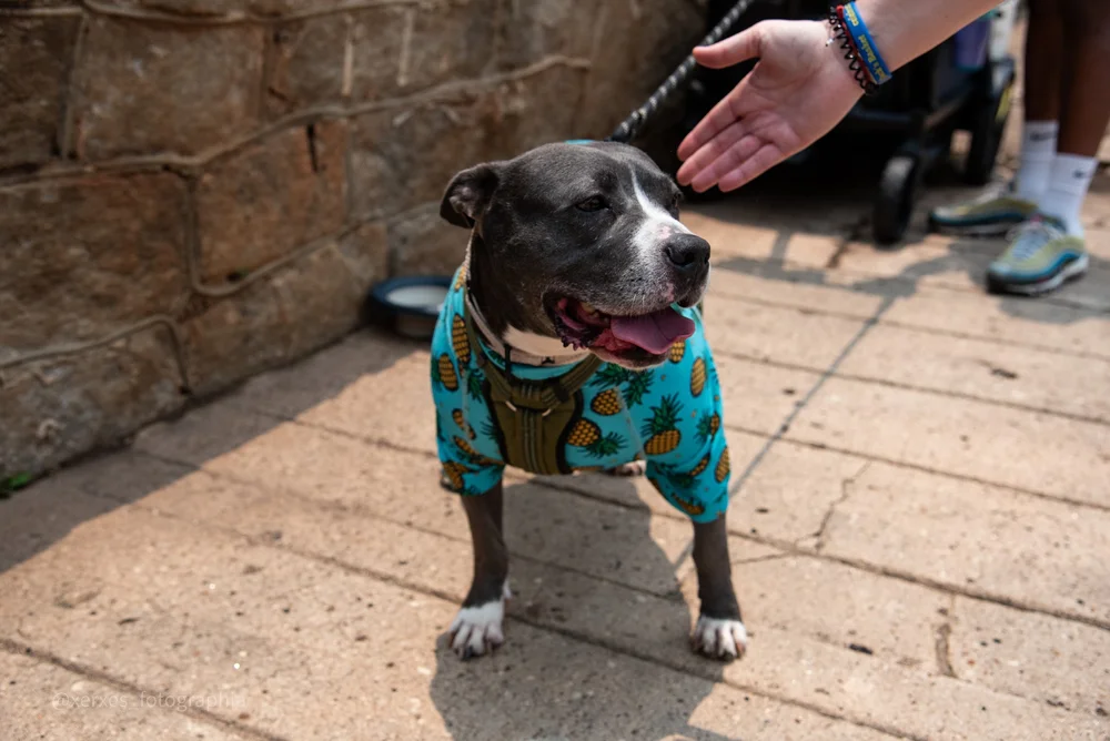 Newnan Porch Fest - random-34.jpeg