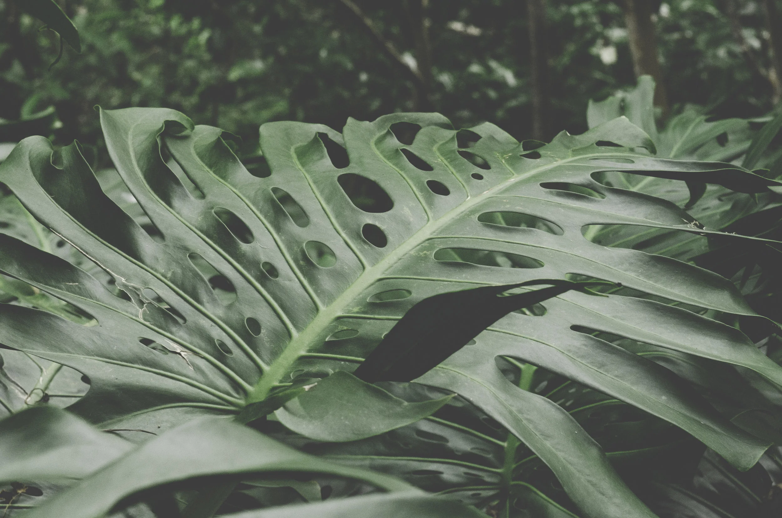 Hawaii015