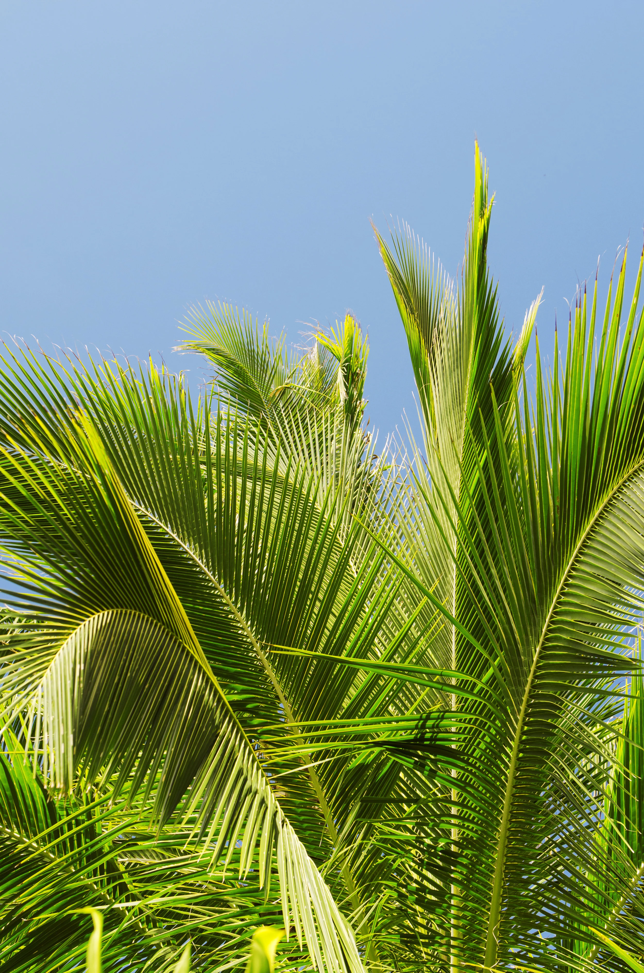 Hawaii004