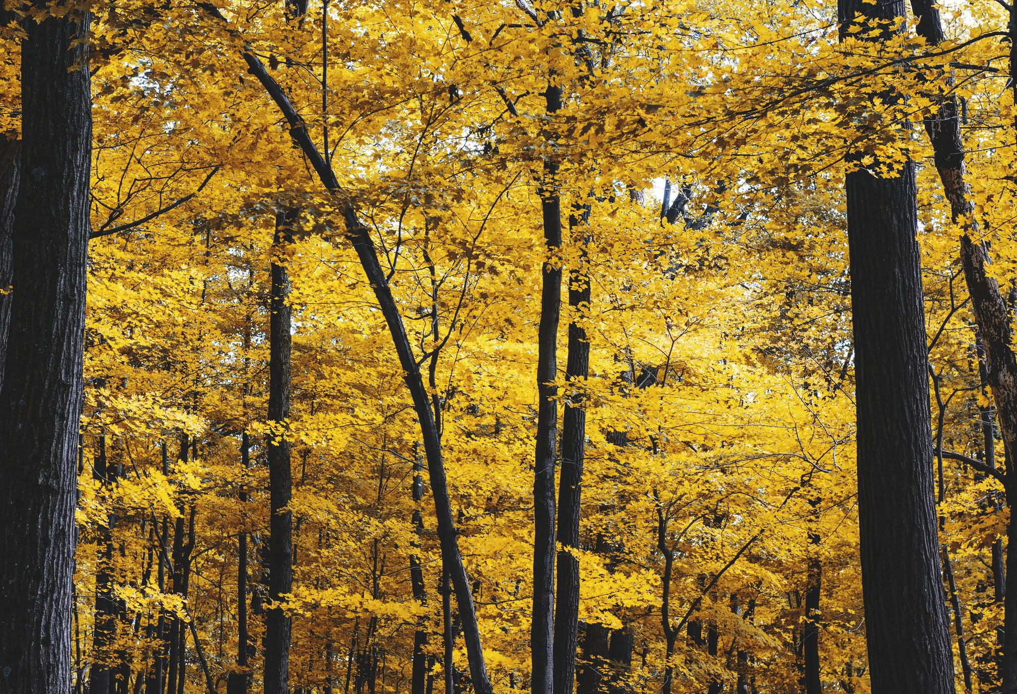 Autumn001