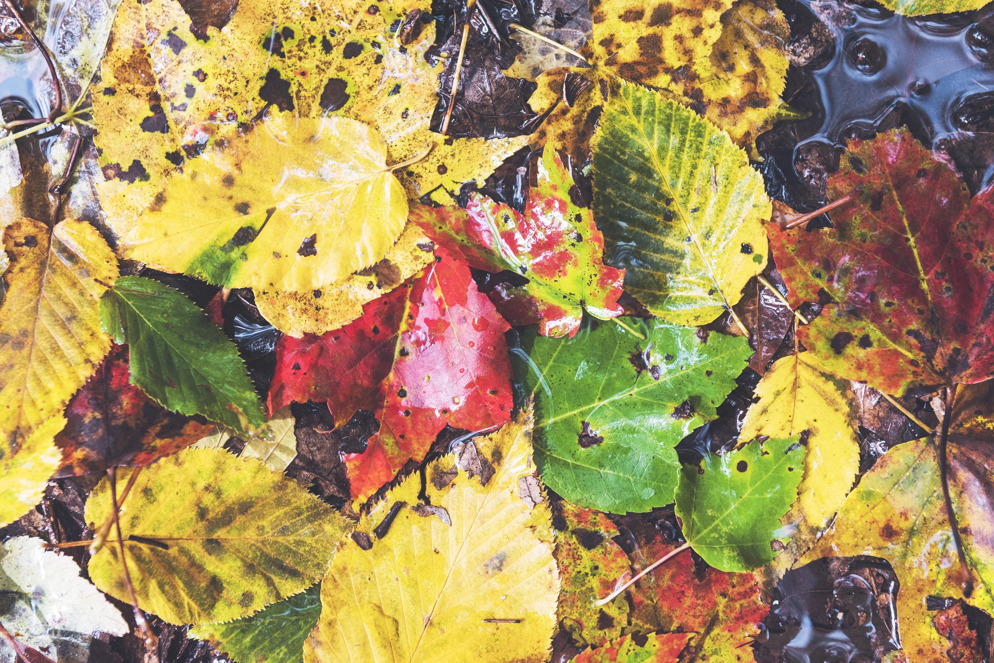 Autumn002