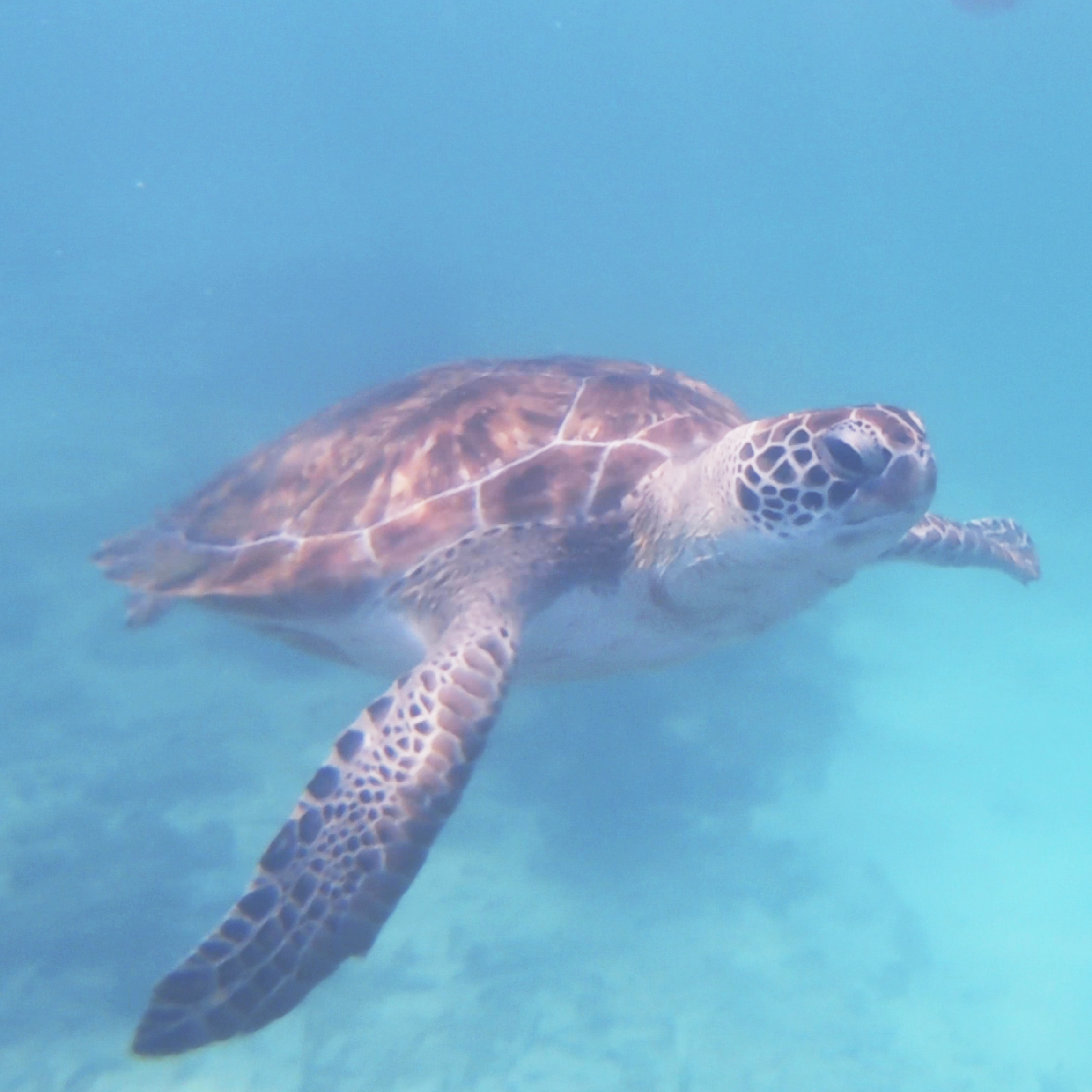 Swim With sea turtles.png